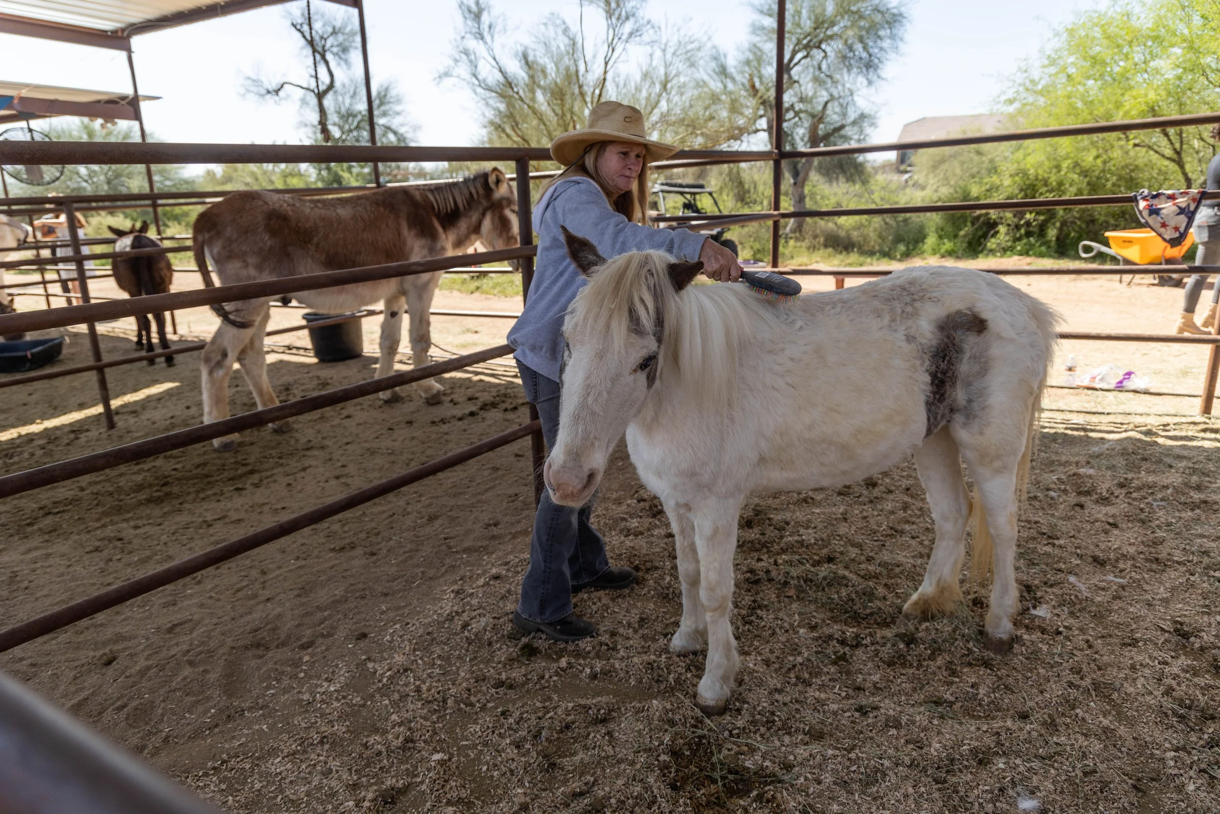 Gallery — Hangry Donkey Ranch, Rescue, & Sanctuary