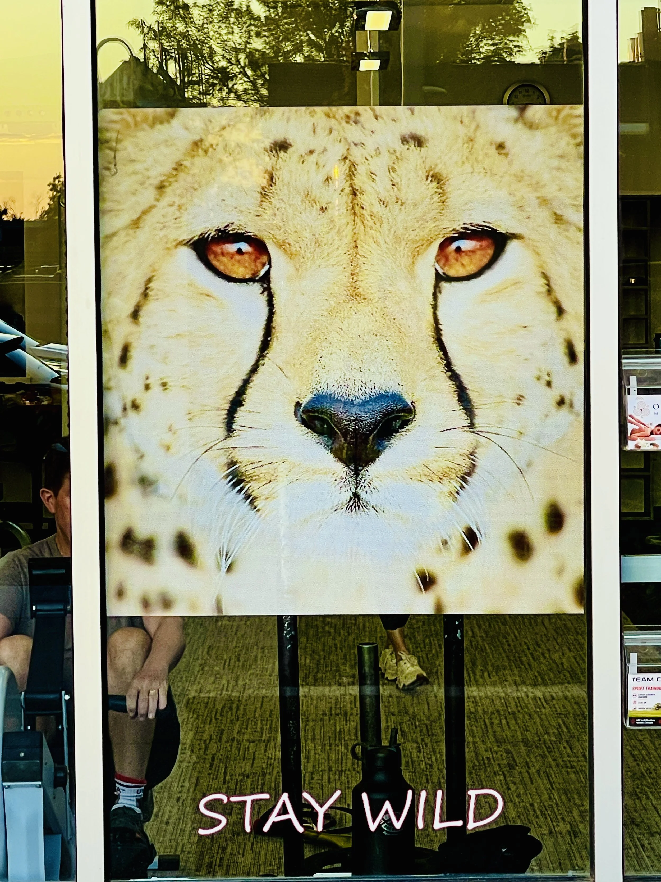 front window of cheetahfit in south boulder table mesa shopping center