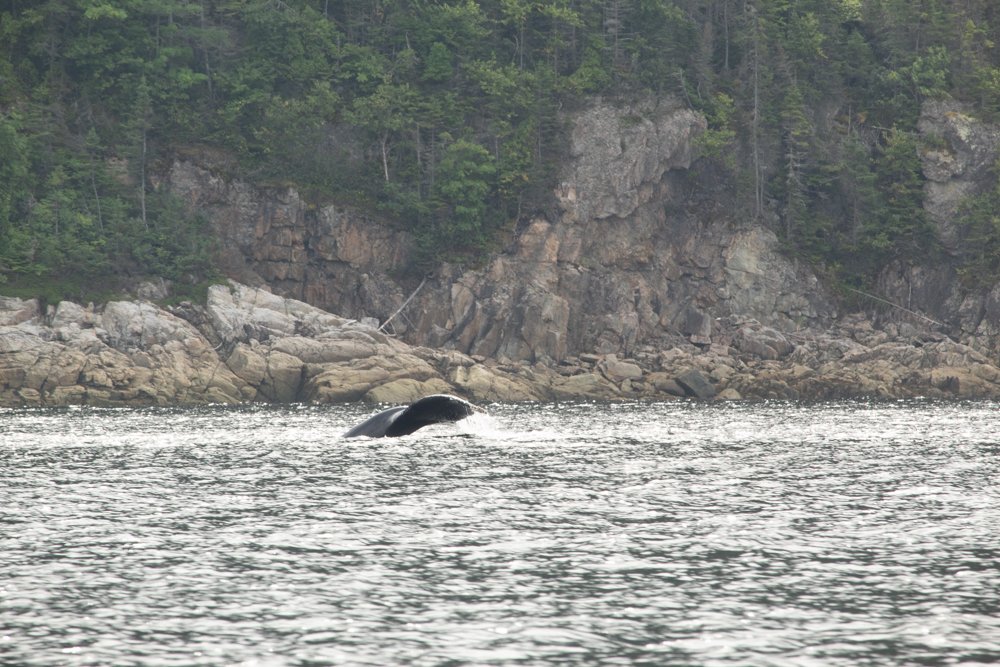 Whale Watching 0-4.jpg