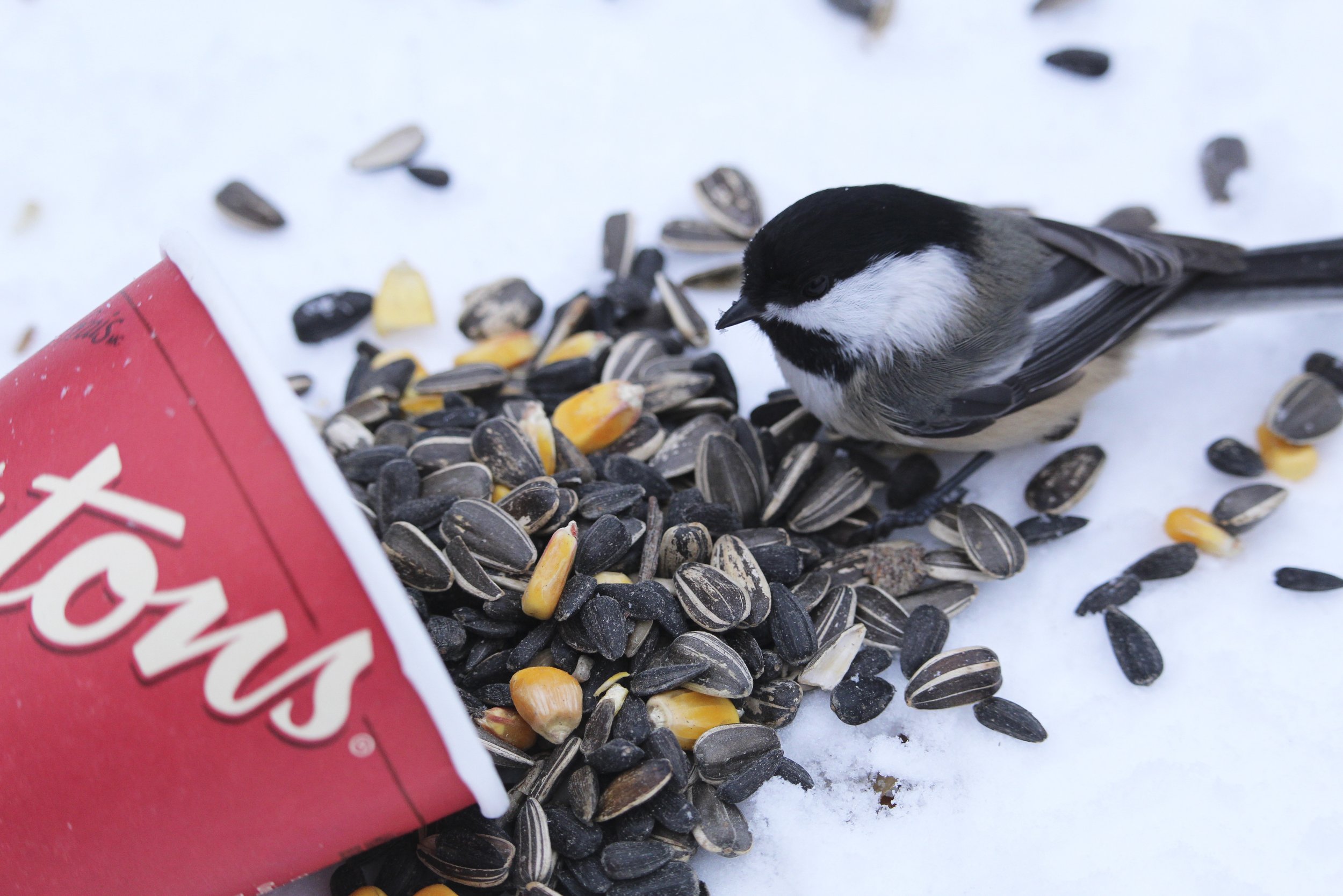 Timmies bird.jpg
