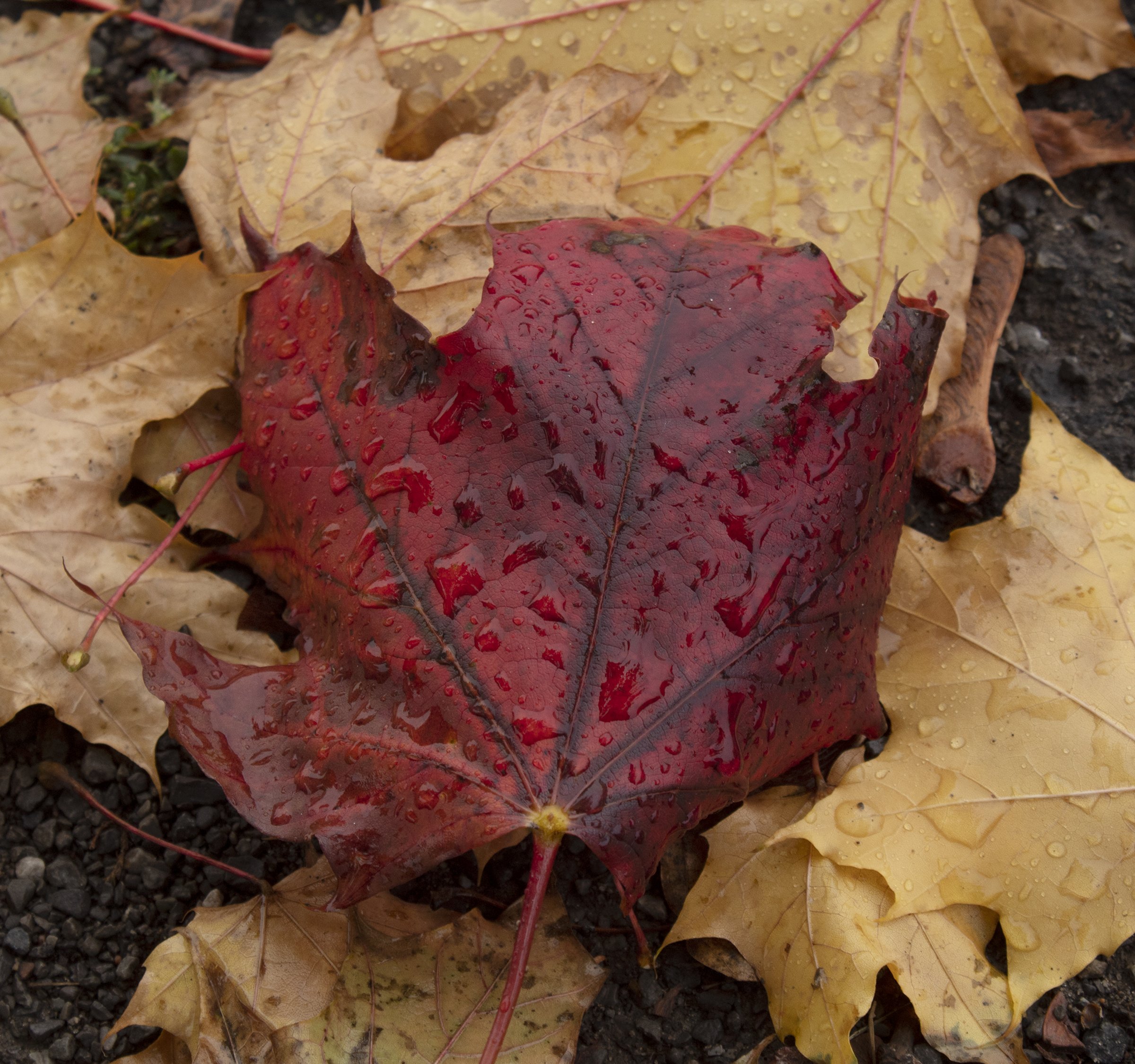 fall 07.jpg