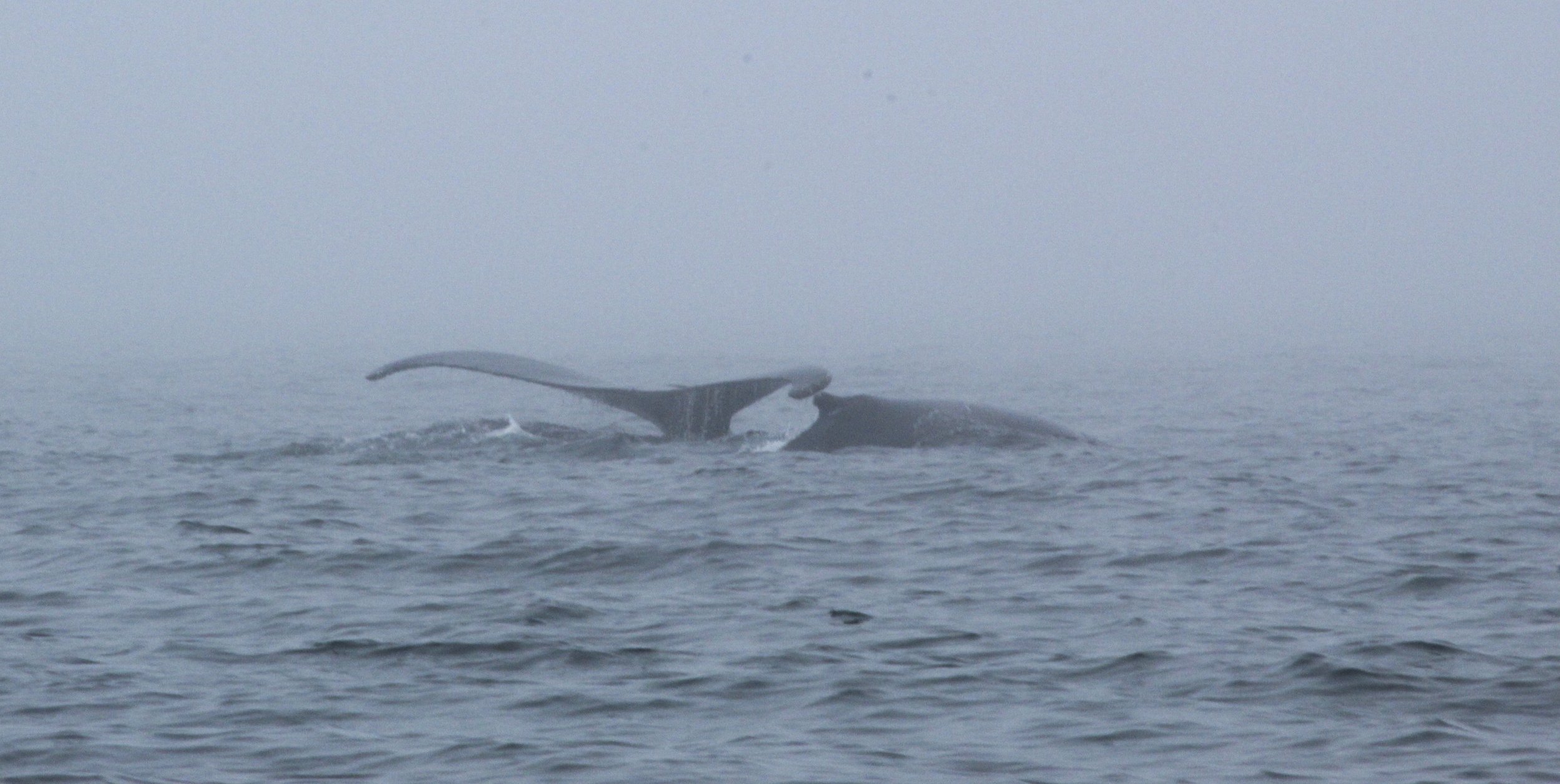 Tail&Baby2.jpg