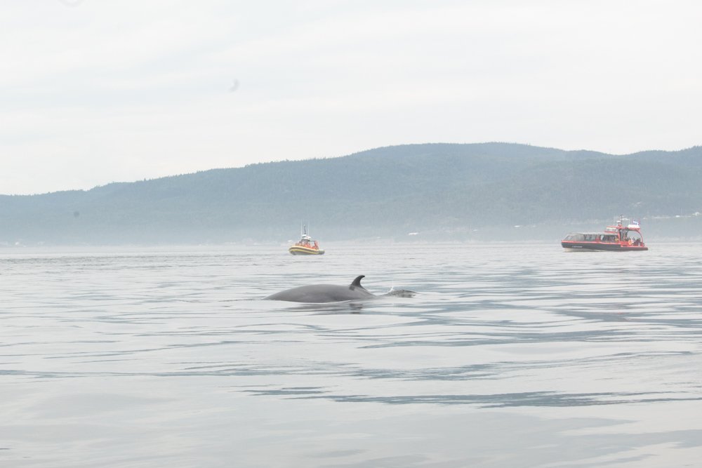 Whale Watching 0-3.jpg