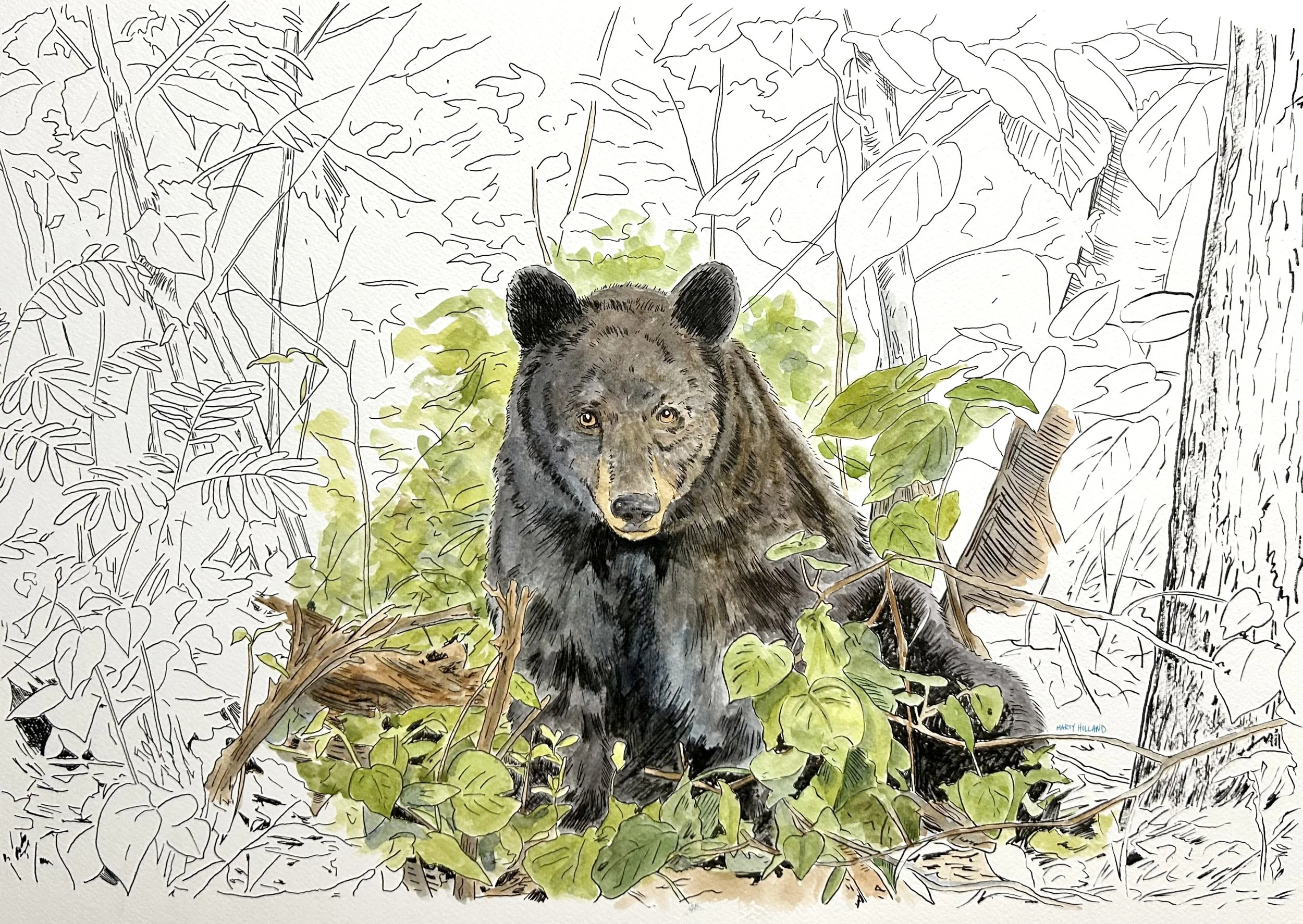 black bear.jpg