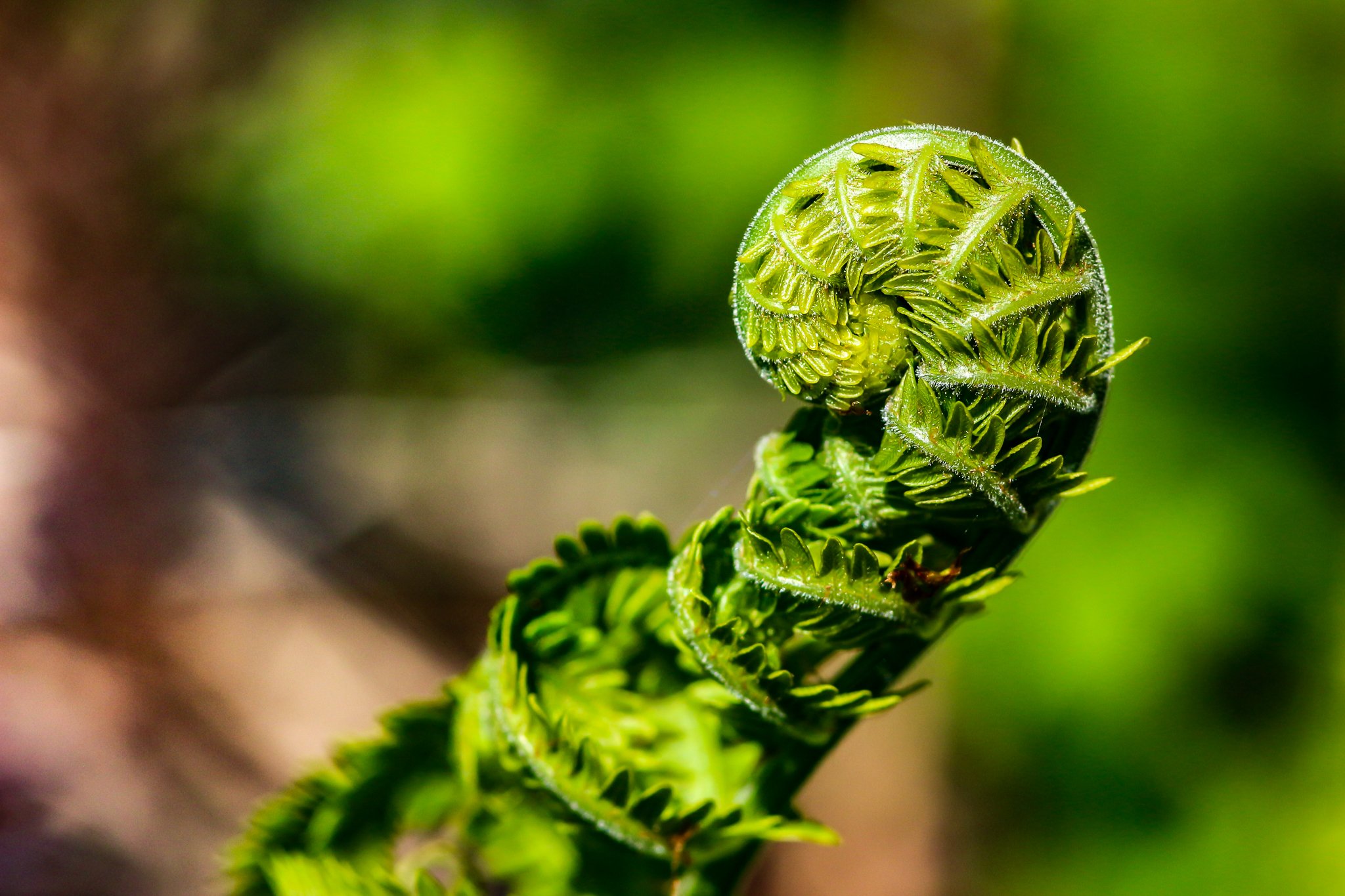 Fern