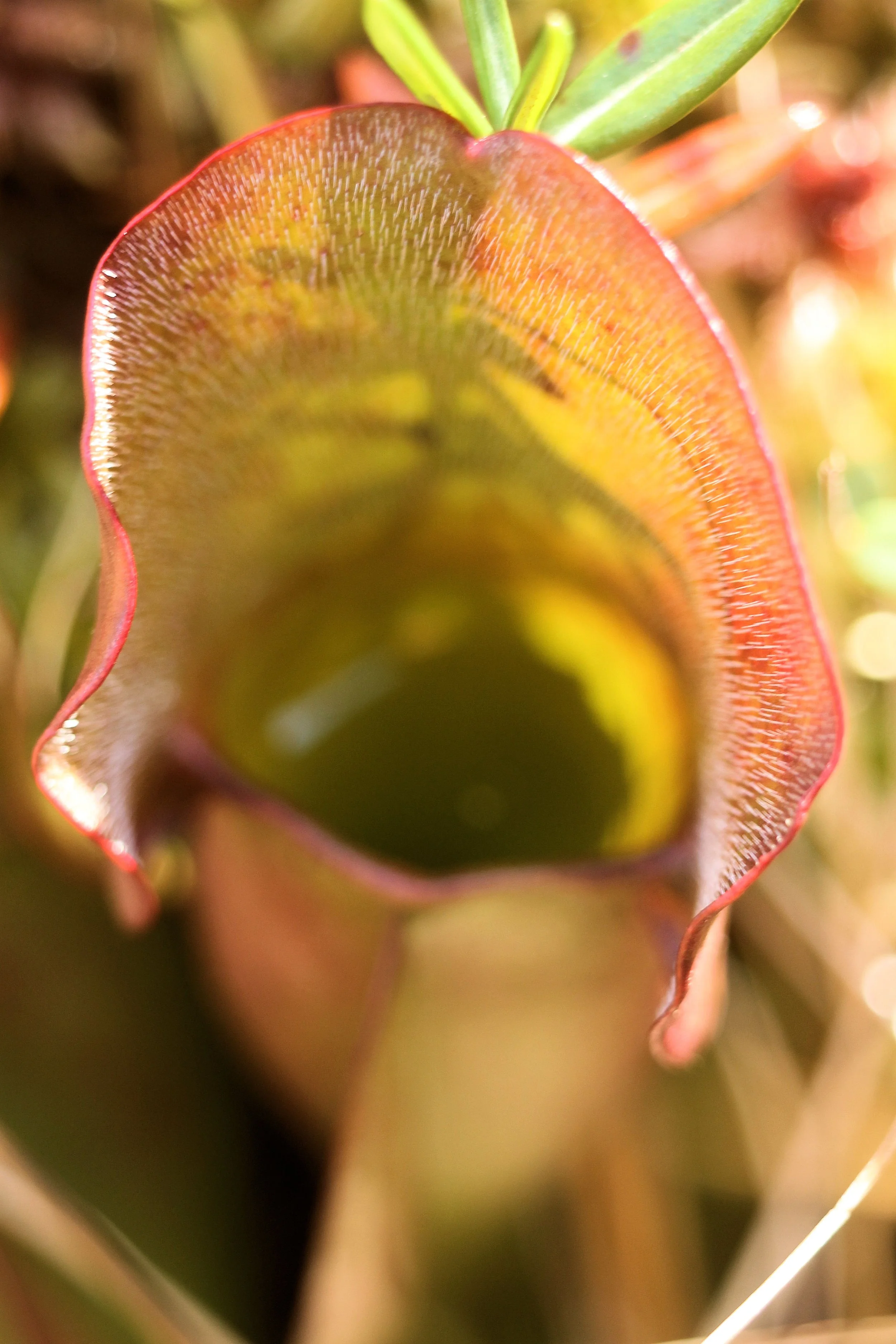 IMG_6535.JPG
