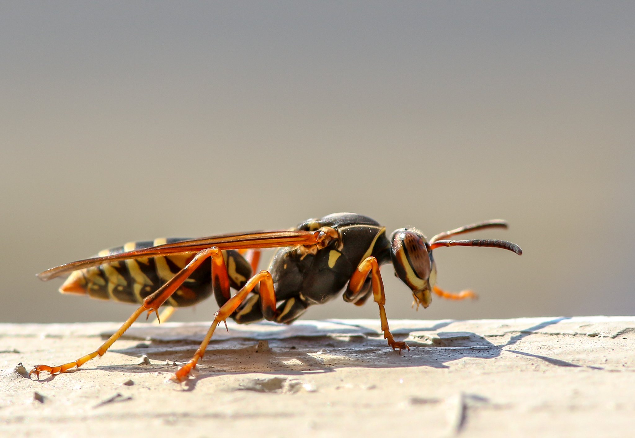 Wasp - Not Social Distanced