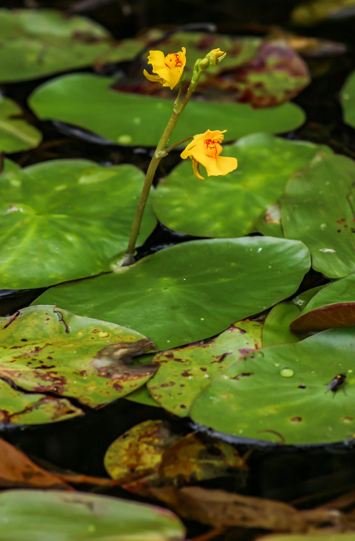 Bladderwort