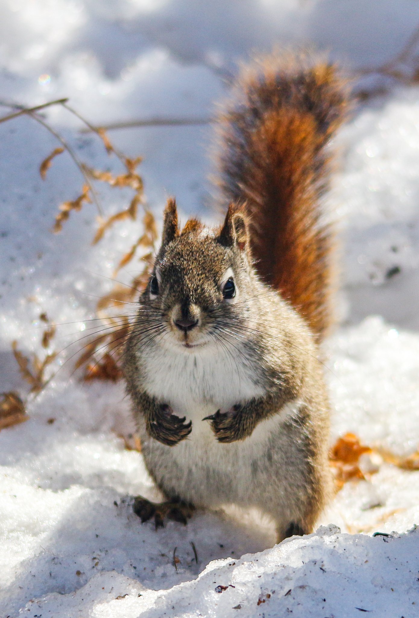 Red Squirrel