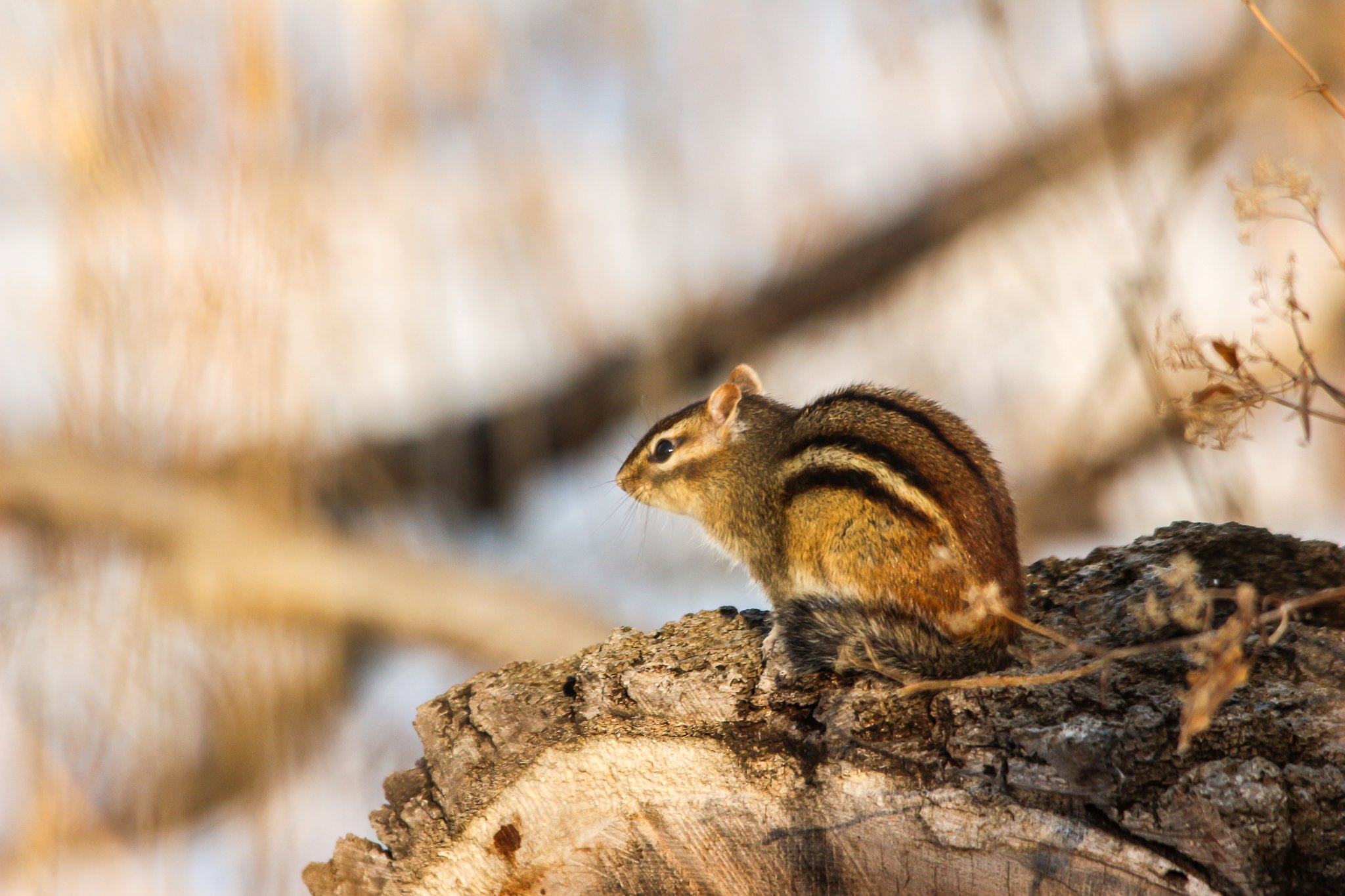 First of the Year Chipmunk