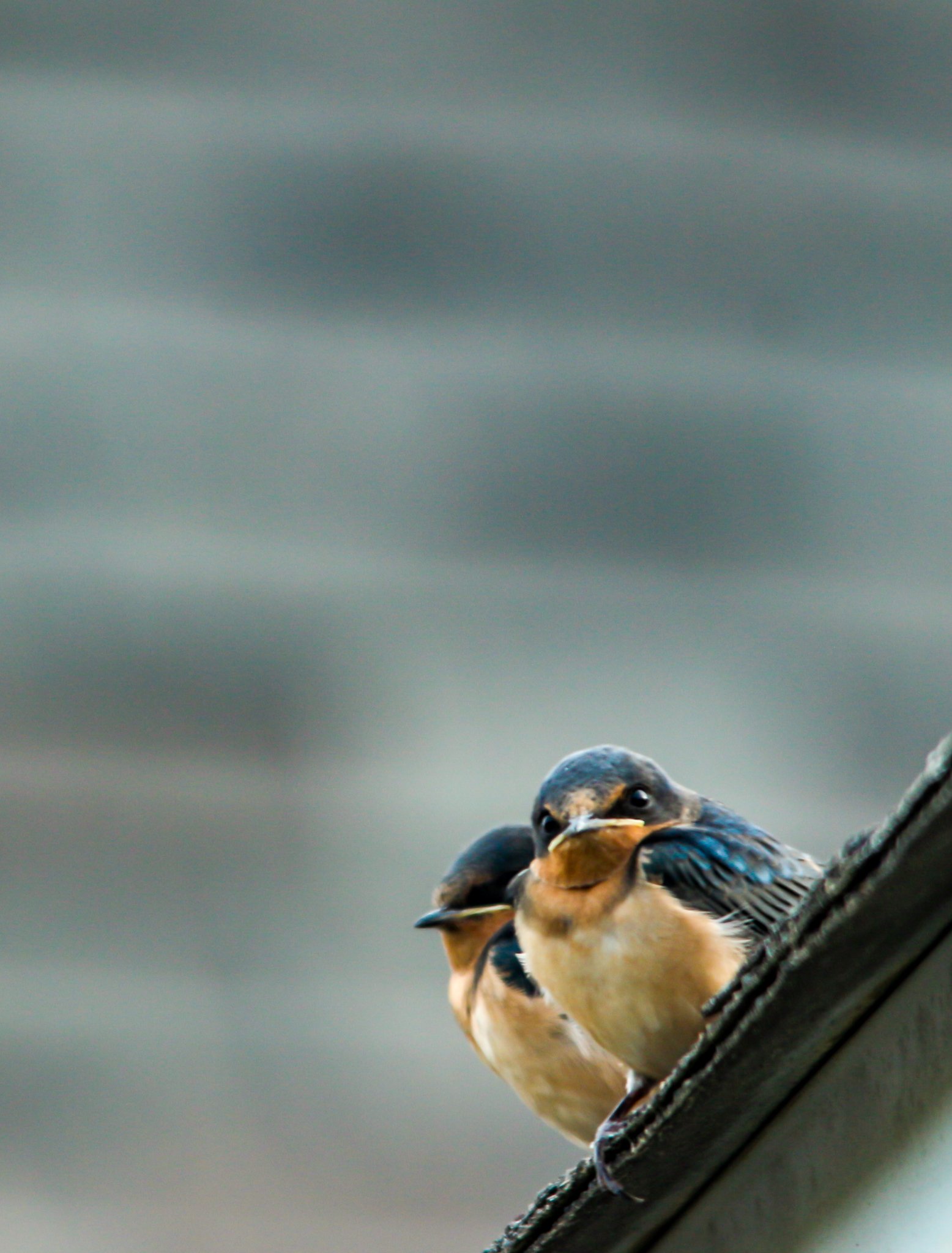Grumpy Swallows