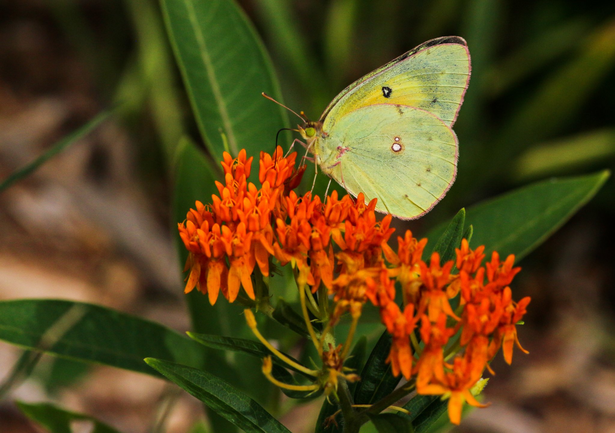 Sulfur Butterfly on Butterfly Weed