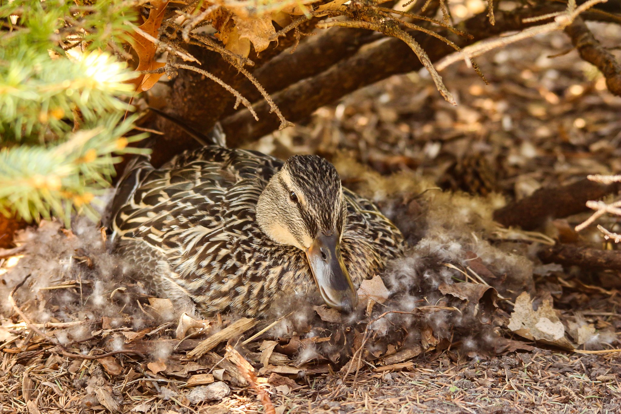 Mamma Duck