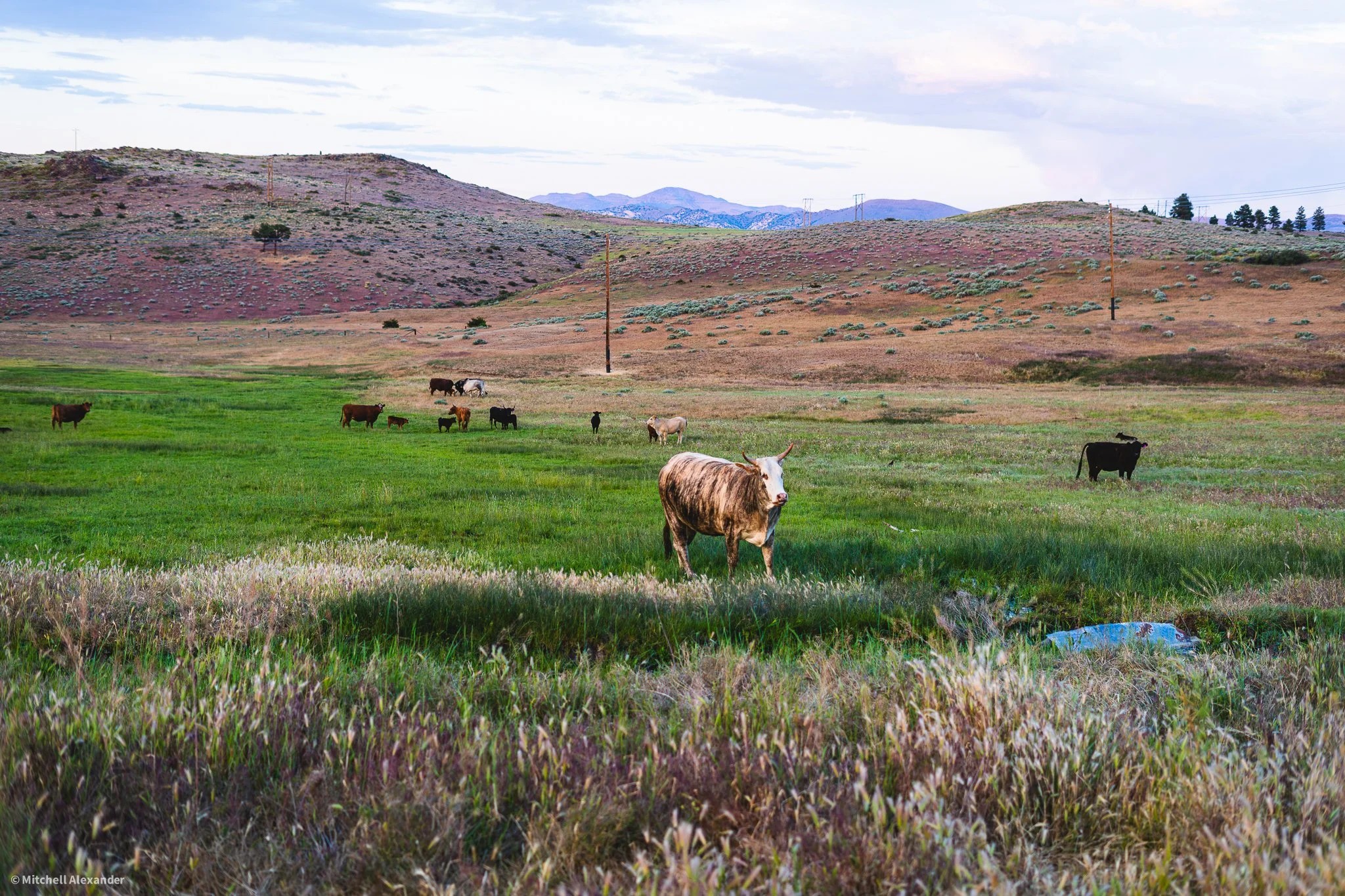 _DSC8964.jpg