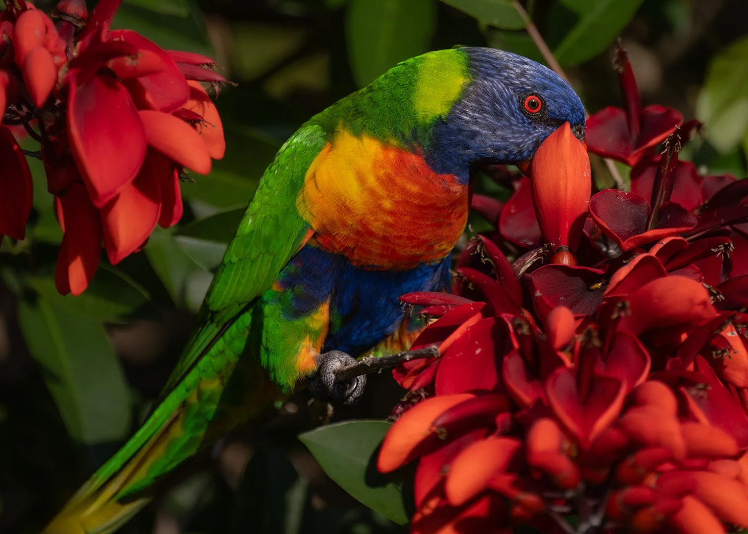 Lorikeet feasting on Coral Tree Flowers .jpg