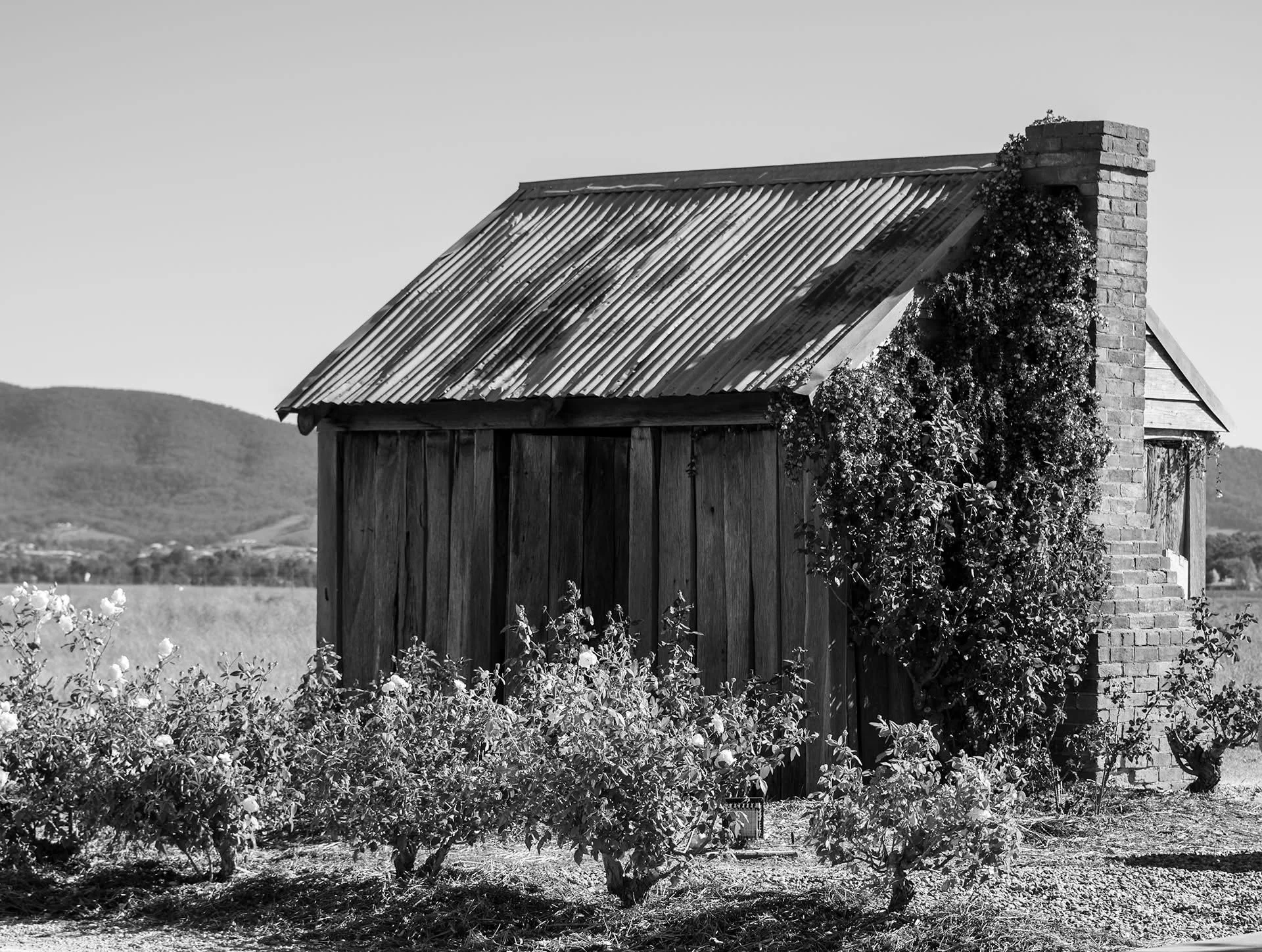   "Augustine's Shack"