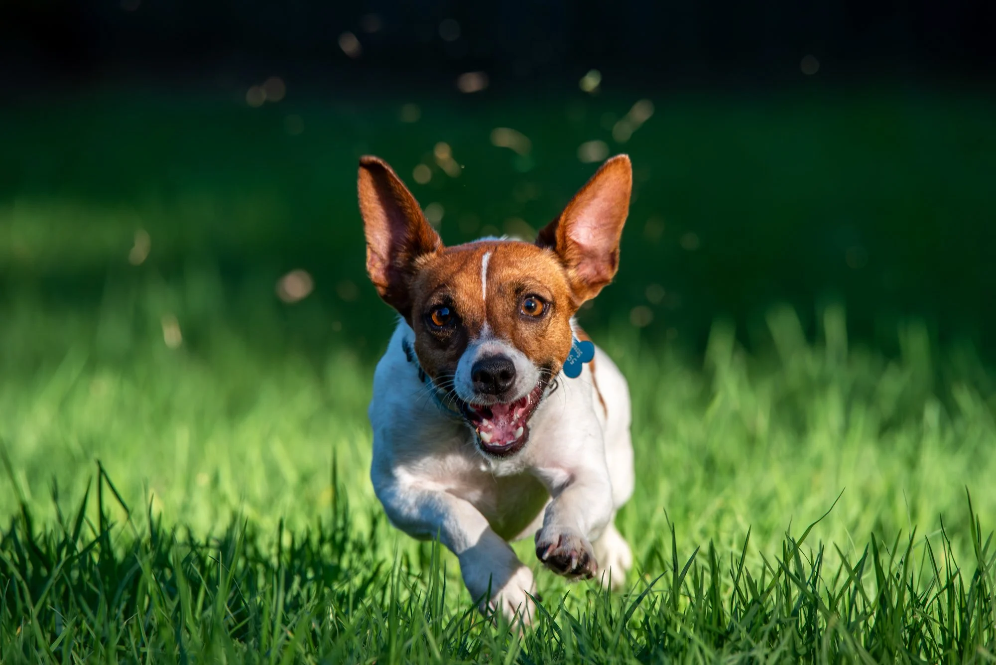 Chasing Tennis Balls!.jpg