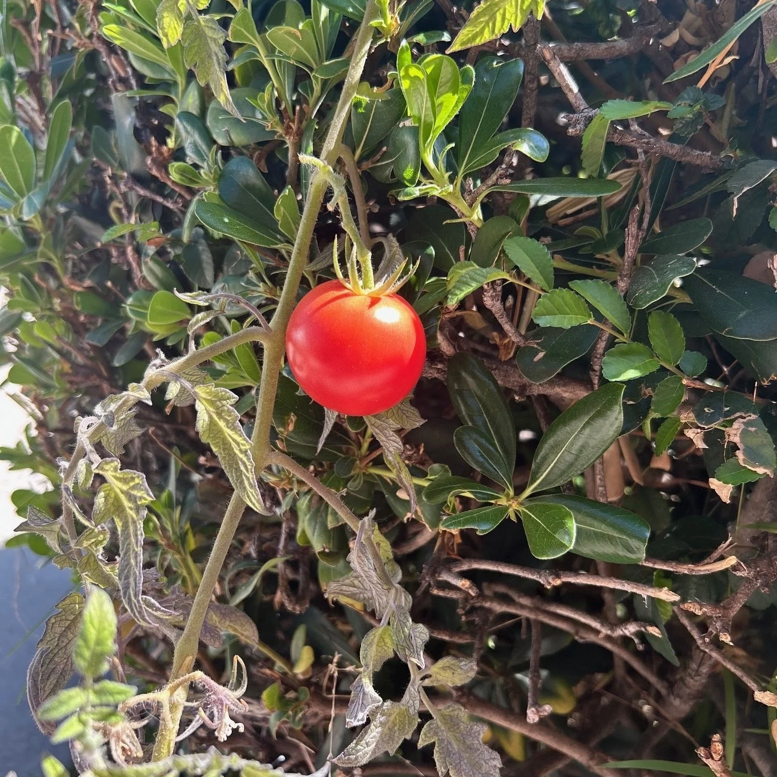 Firstfruits