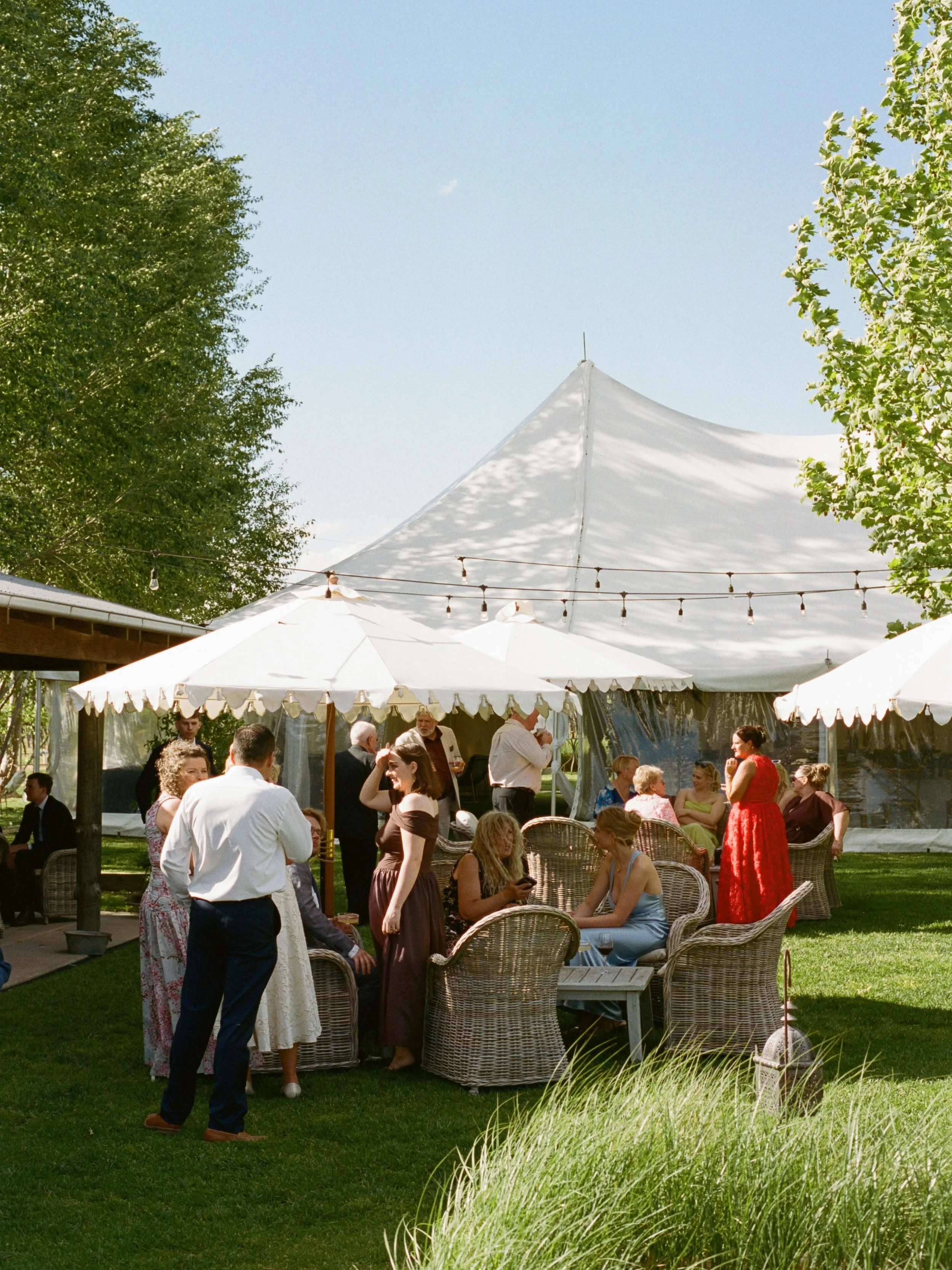 Scenes of Olivia and Thomas on 35mm film, ft the beautiful @thevinegrove in Mudgee.