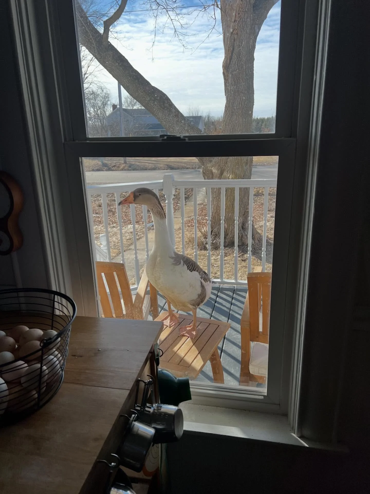 February recap. It&rsquo;s been a busy month! We adopted two more chichis, Cornelia ate too much grain and needed a vet visit AND we discovered that Squintas Aurelias Maximus is actually a Squintina who is laying eggs. We&rsquo;re 🤯as all signs poin