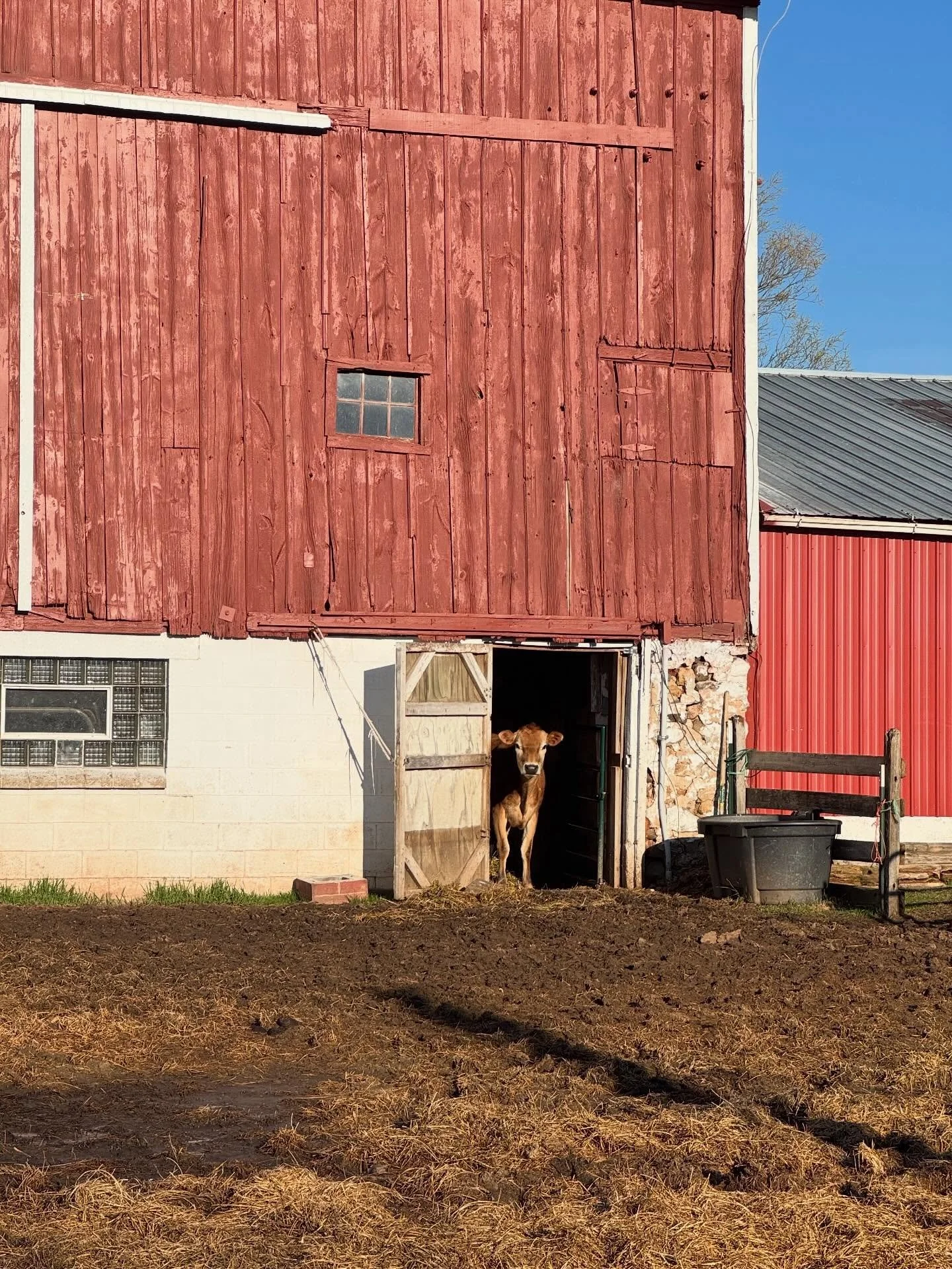 No fancy caption.
Just Cornelia looking purrtty in our 100 year old barn.

#indielanefarm #smallfarm #microdairy #wisconsinfarmer