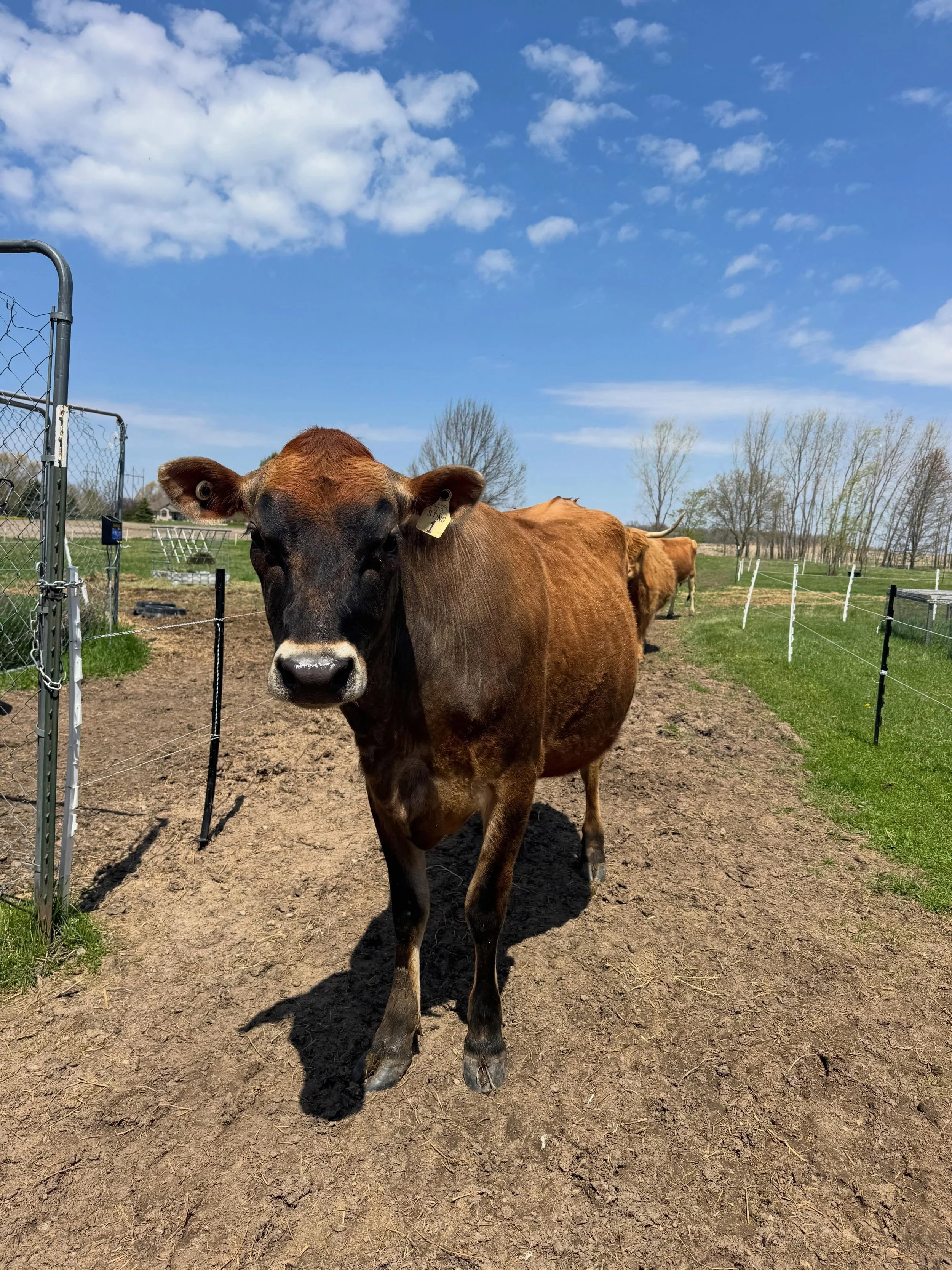 May photo dump!
Time slow down&hellip;just a little.
😅

#farmlife #indielanefarm #smallwisconsinfarm