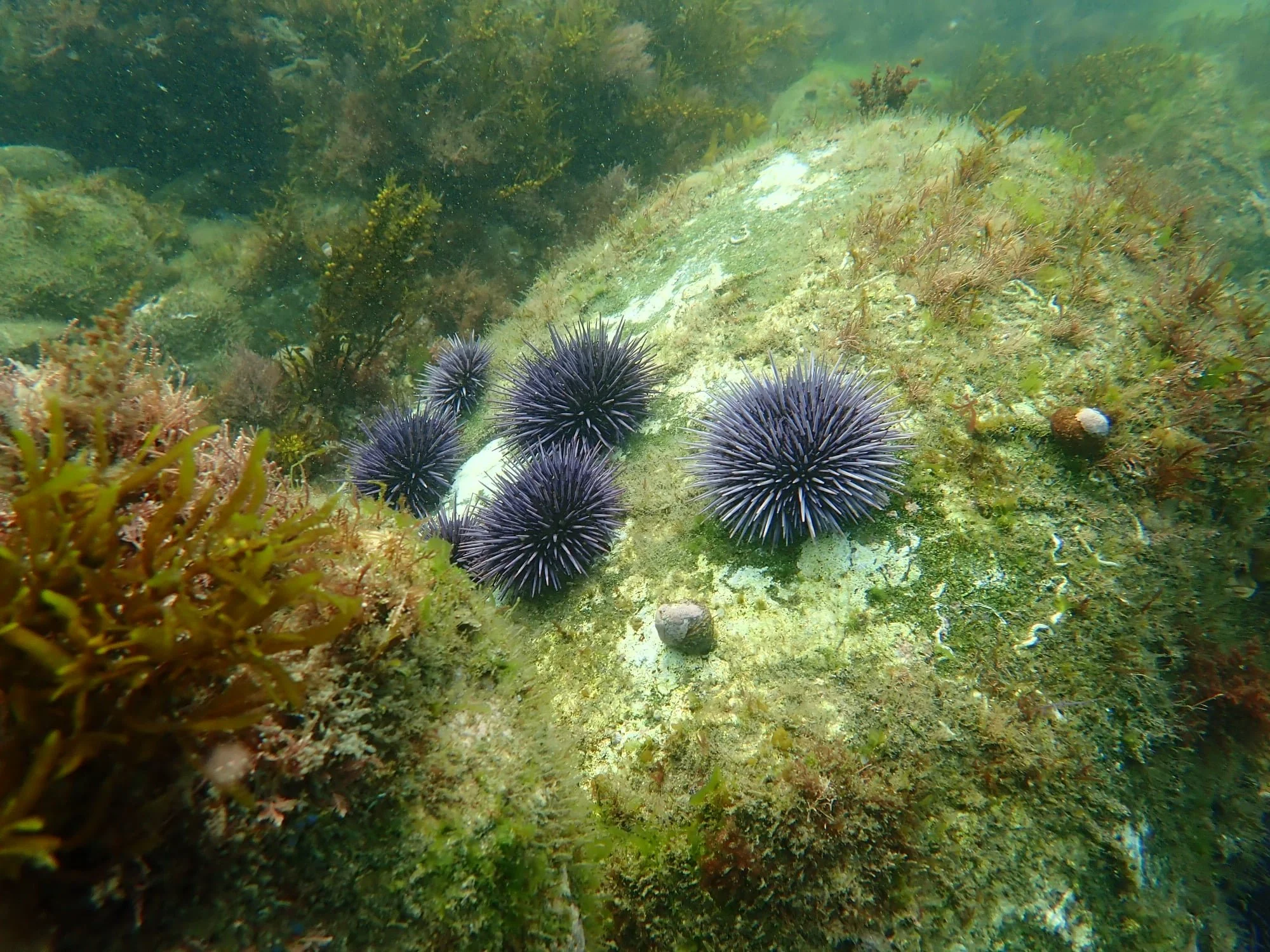 Caspar Cove Webinar: Community-Driven Urchin Harvest and Culling for Experimental Kelp Recovery