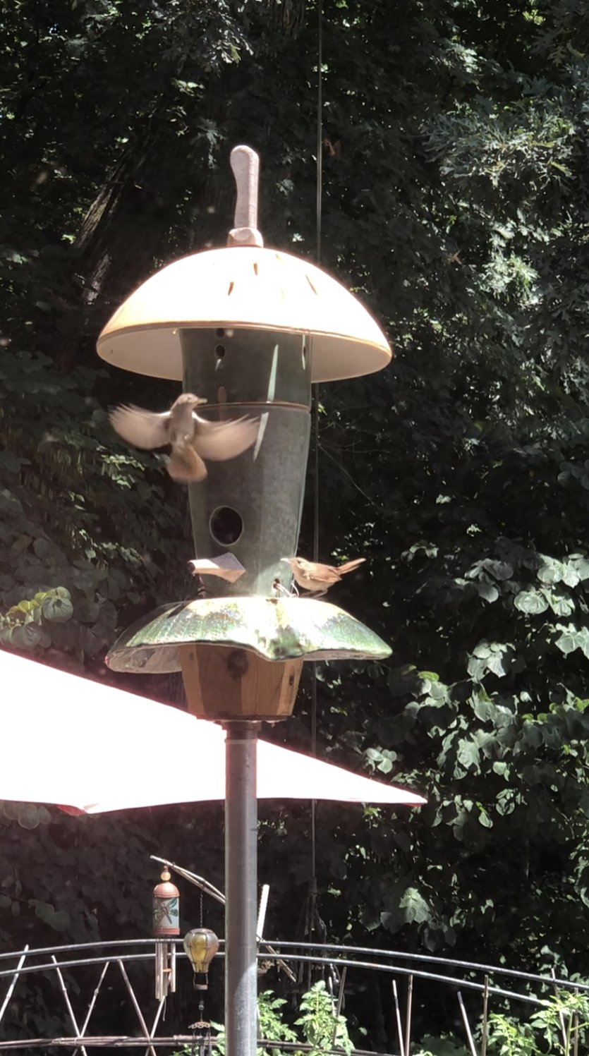 Bird House with built in NestCam