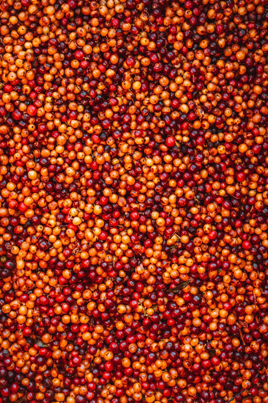 Coffeecherry.jpg