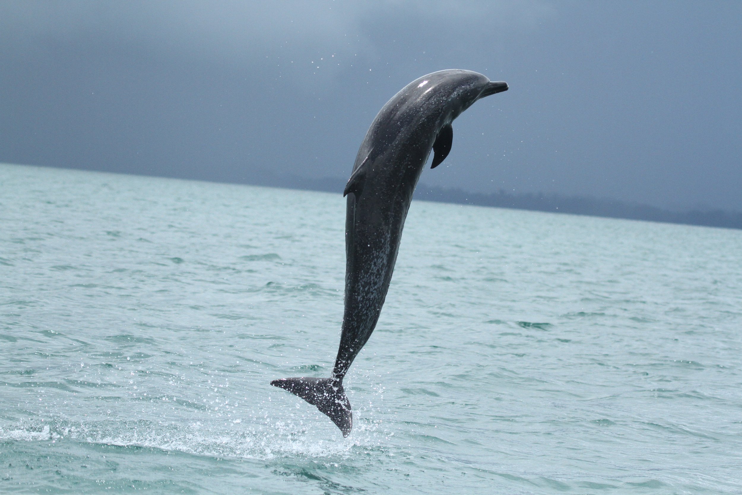 DOLPHIN9.jpg