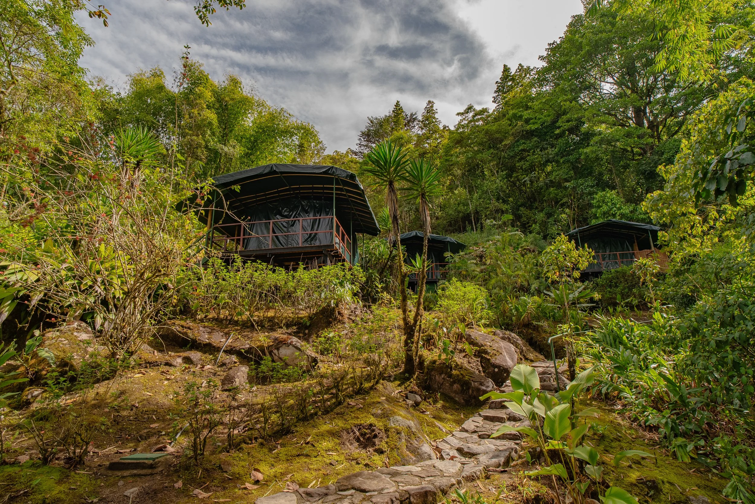 Casas en árboles en medio de un paisaje selvático con vegetación y camino de piedras.