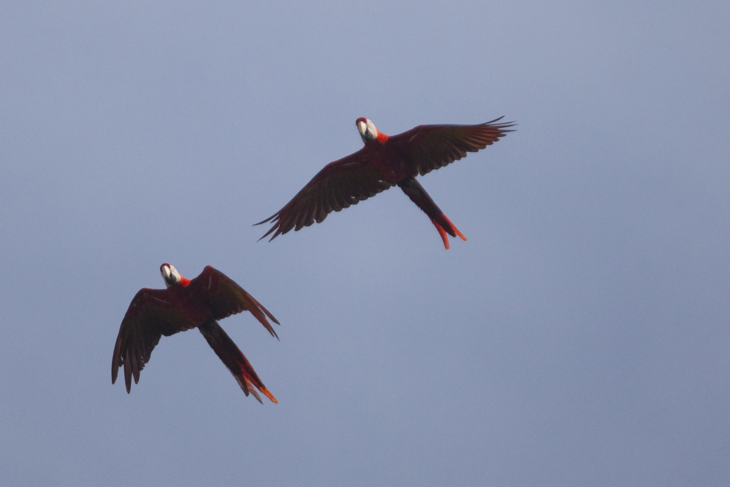 Wildlife Hotspot 00293.jpg