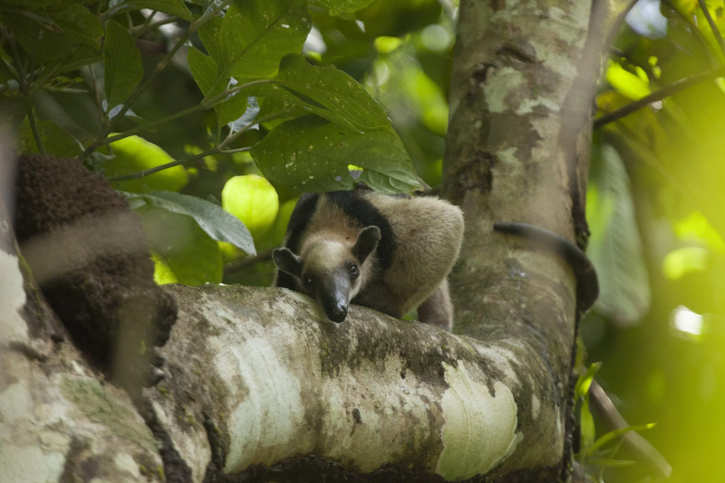 Wildlife Hotspot 00314.jpg