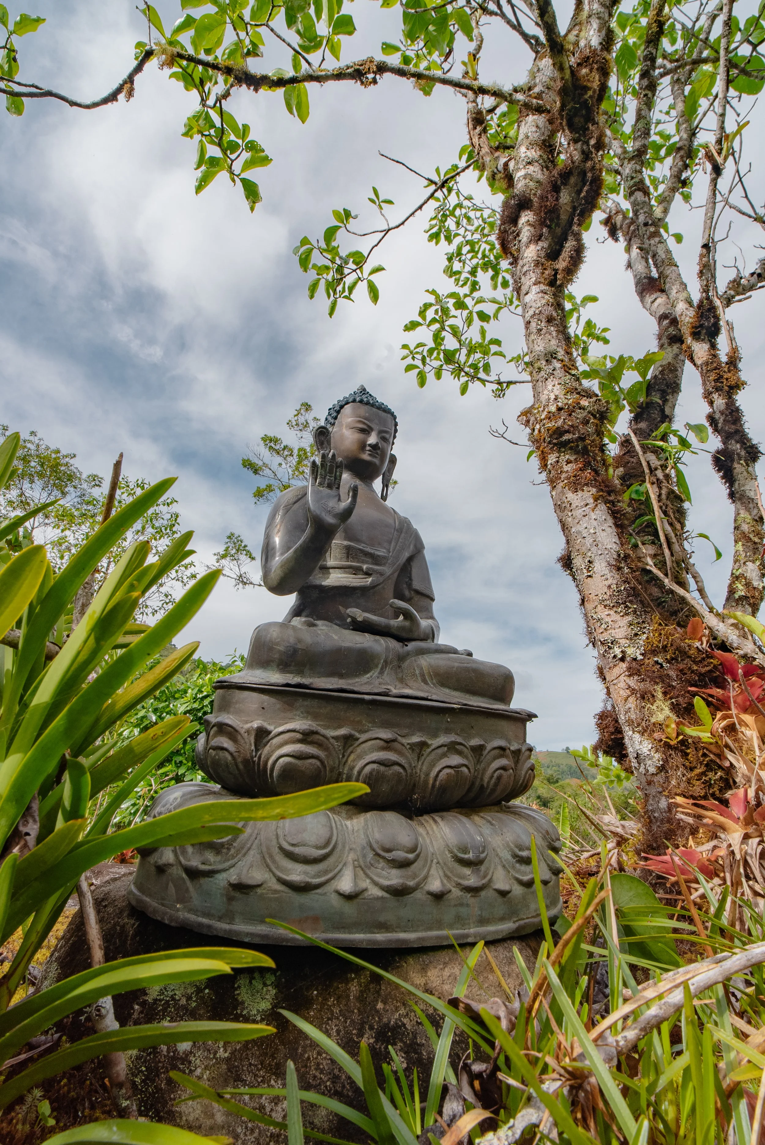 Estatua de Buda en medio de la naturaleza, rodeada de plantas y árbol, con cielo nublado.