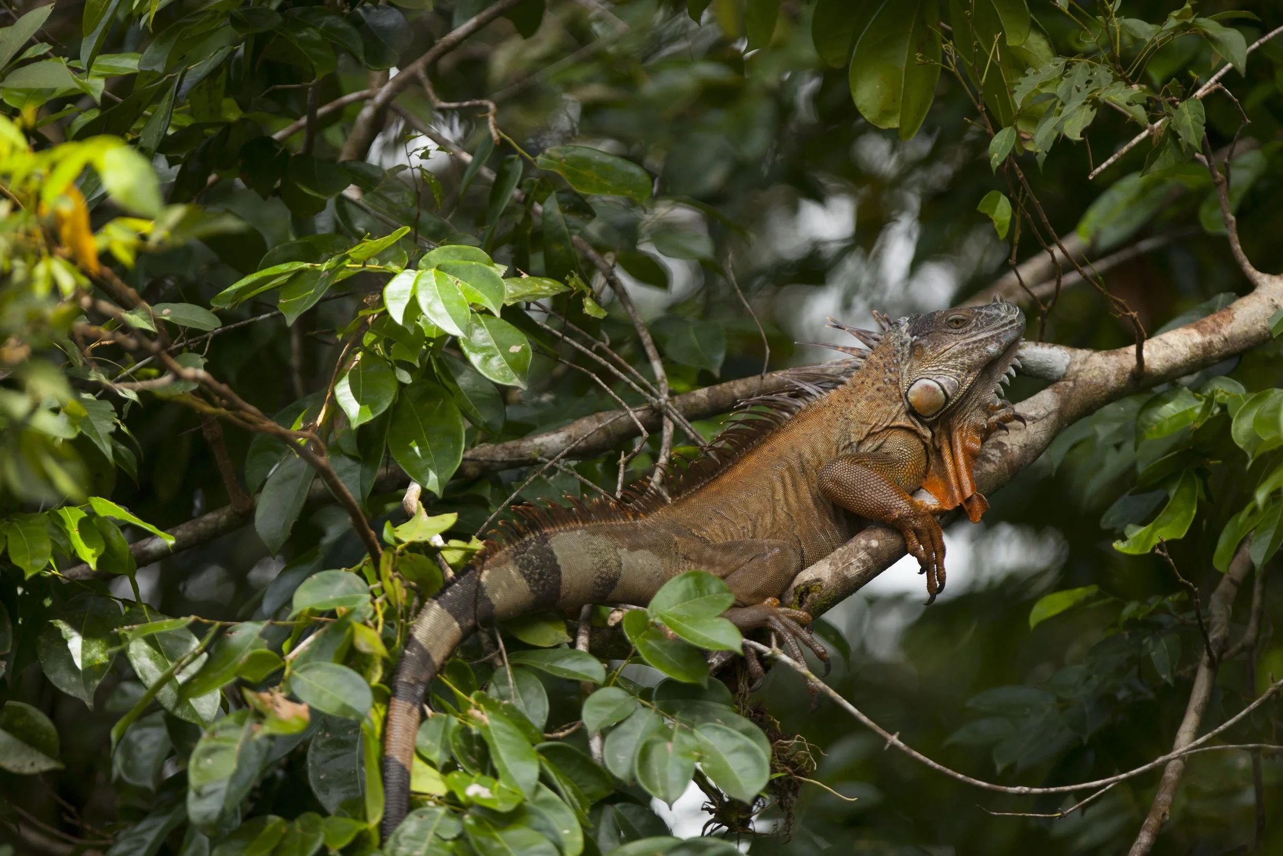 IGUANA5.jpg