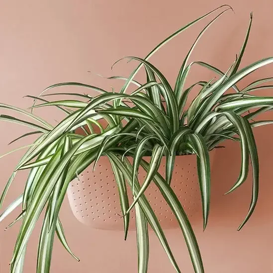 Wally Grow with Spider Plant.webp