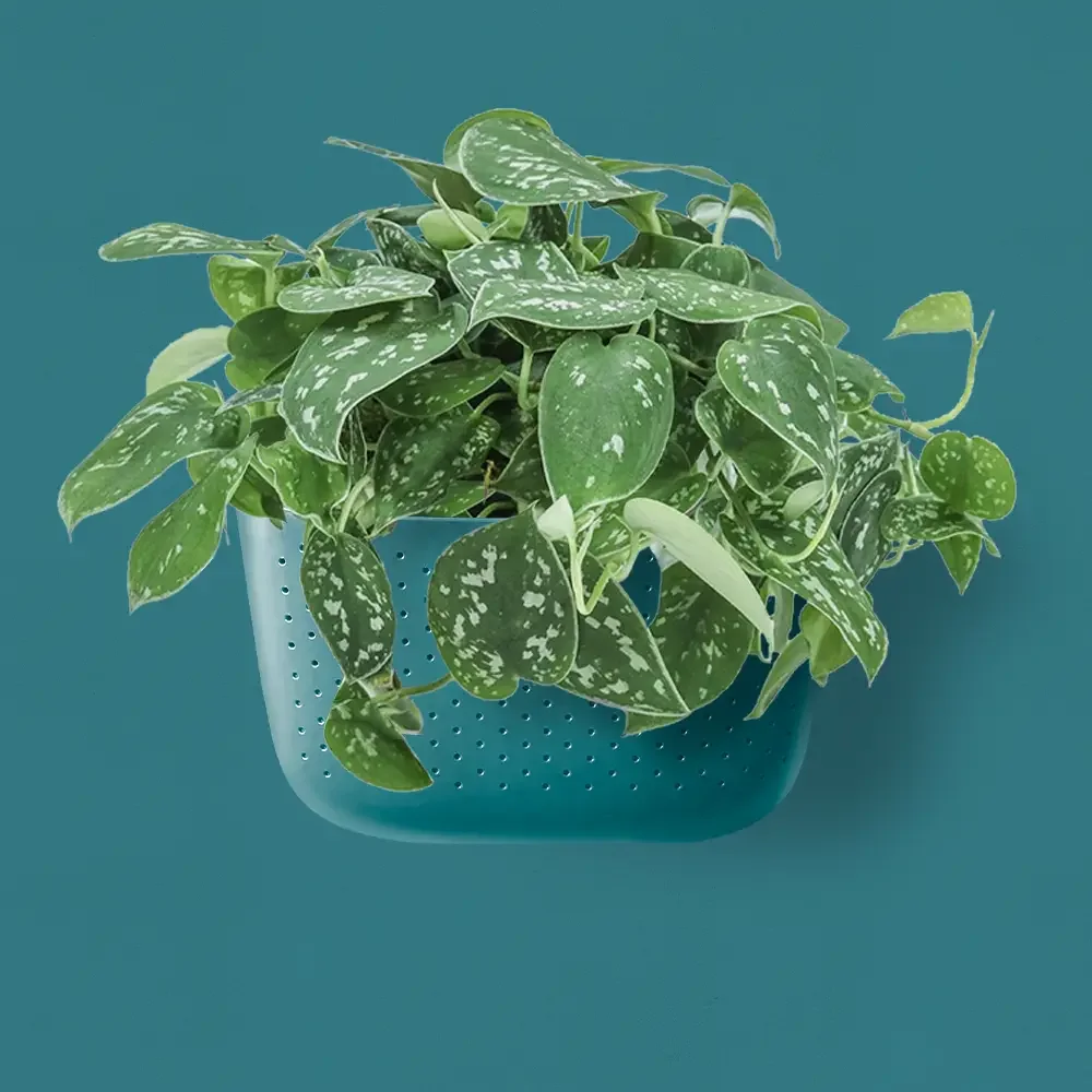 Wally Grow with Scindapsus.webp