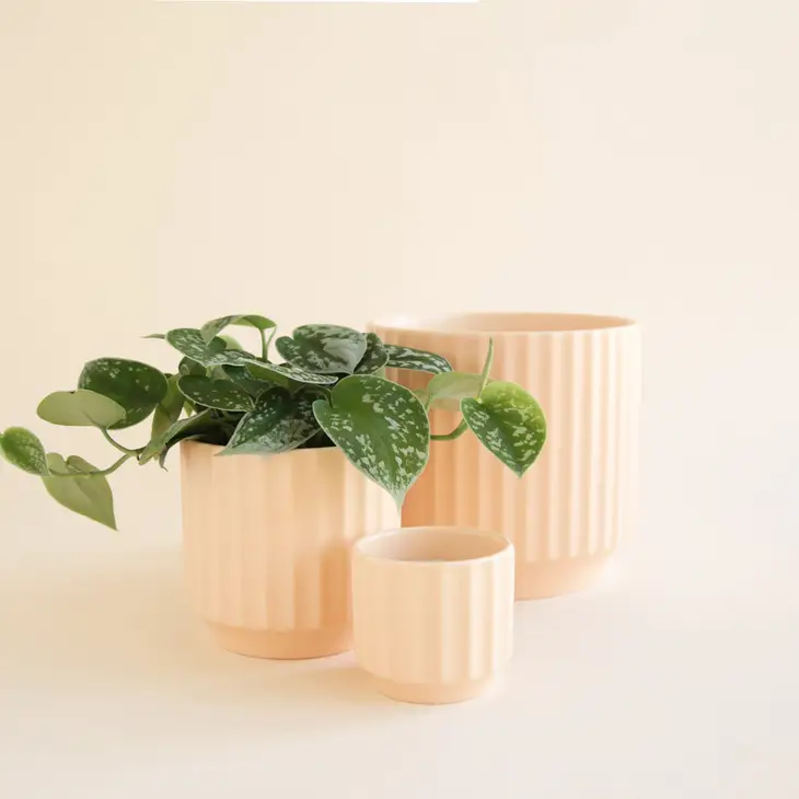 The Monroe Pot - Vanilla