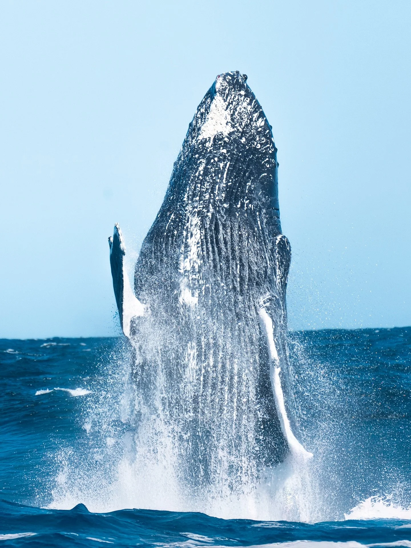 Another wonderful week of whales 🥹🫶🐳

Swipe to see some baleen plates, pec slaps and baby breaches from Monday&rsquo;s trips! 😍

#humpbackwhale #byronbay #whaleseason #humpbackhighway #whalebreach