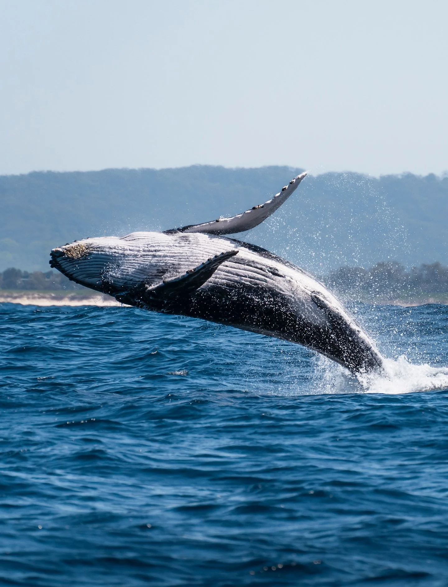 Totally stoked with all the action we got to see on Friday&rsquo;s trip!!! 🐳

We saw breaches, tail slaps and lots of playful mummas teaching their calves some new tricks 😍🥹🫶

#humpbackwhale #whalewatching #whaleseason #byronbay