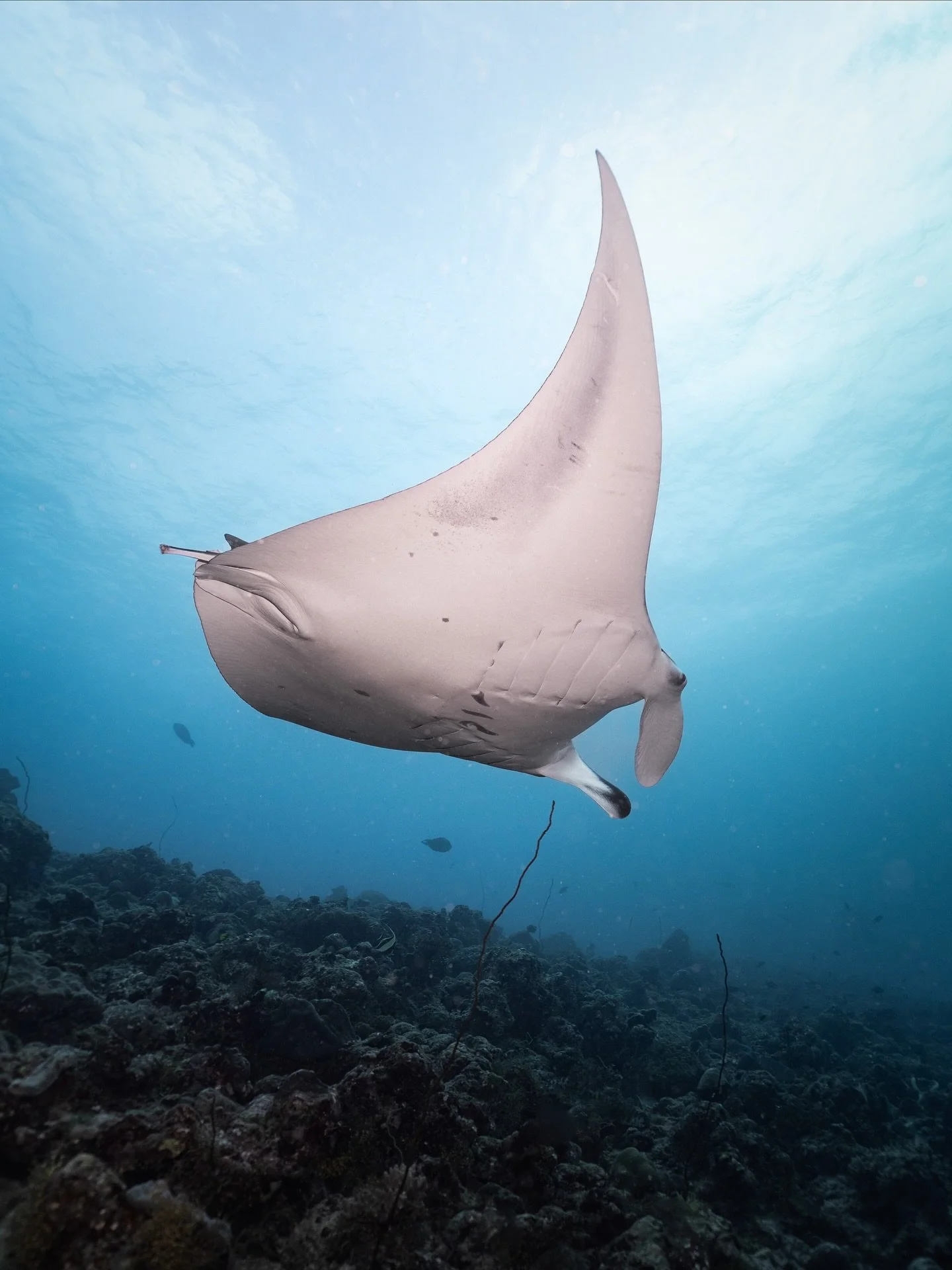 Day 1 in the Maldives did not disappoint!! 🥹🫶

Mantas, reef sharks and nurse shark galore!! We even jumped in with one right off the back of the boat. 

It&rsquo;s pretty special out here!✨🤙

📸 Shooting with&nbsp;@sonyalpha&nbsp;A7C&nbsp;16-35mm 
