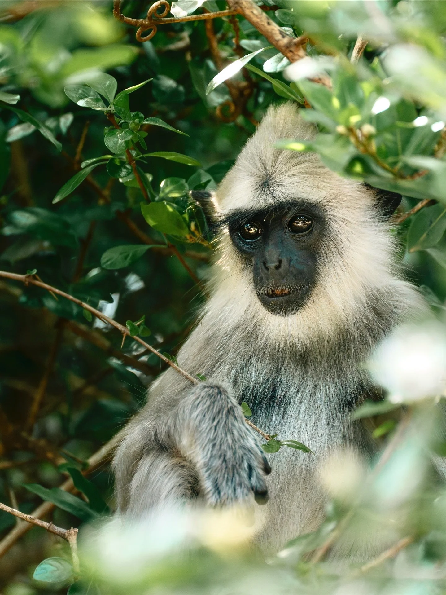 The Sri Lanka Diaries 📖📸🫶

Have been doing a lot of animal/people watching lately, from 4am safaris to river cruising, exploring old forts and moonstone mines. 🌙 I have been pleasantly impressed with the bird life and the tuk tuks so far.

A big 