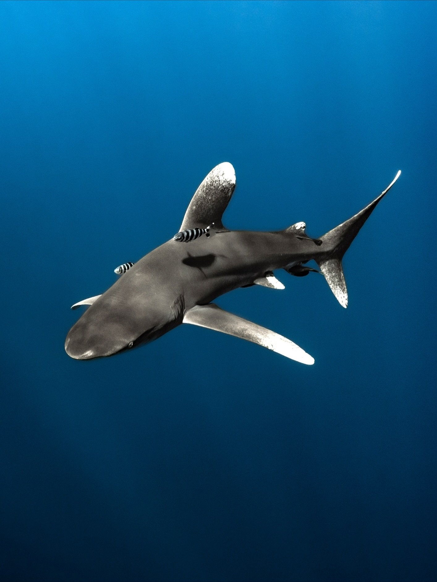 The 2026 Marine Wildlife Calendar is officially on its way!! 🤩💖

Here are a few of my favourite shots from this year&rsquo;s adventures above and below the sea. 😍

This years calendar also includes a bonus month for January 2027! 🤩

Send me a mes