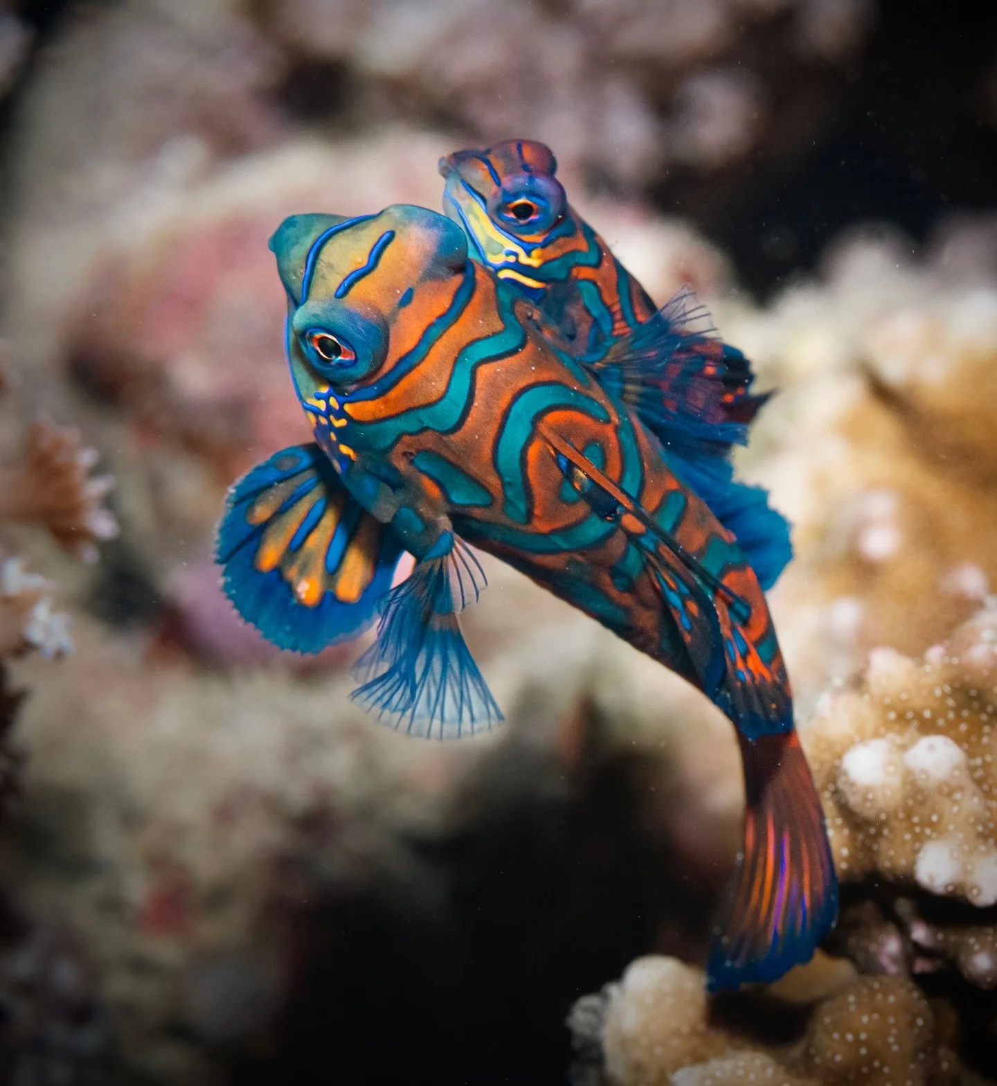 The first 3 days in the Philippines have been a success 😍

We&rsquo;ve seen Mandarin fish (mating!!), Peacock Mantis Shrimp, a Pygmy Seahorse, SO many nudibranchs and lots of interesting symbiotic relationships. 😍

📸 Shooting with @sonyalpha A7CII