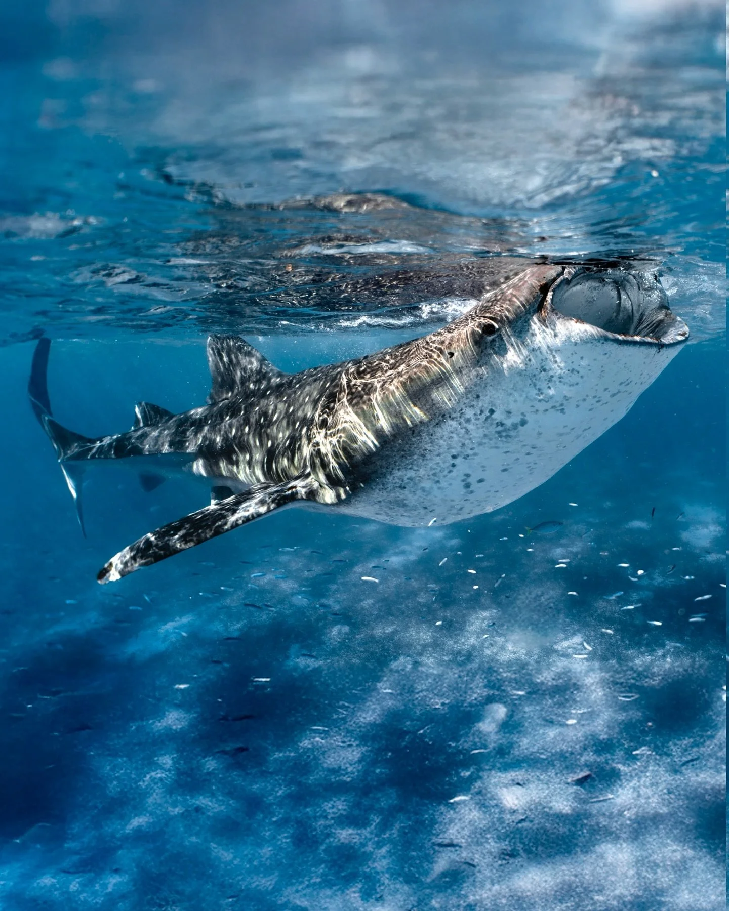 The biggest fish in the sea 😍✨

#philippines #cebu #whaleshark #underwaterphotography