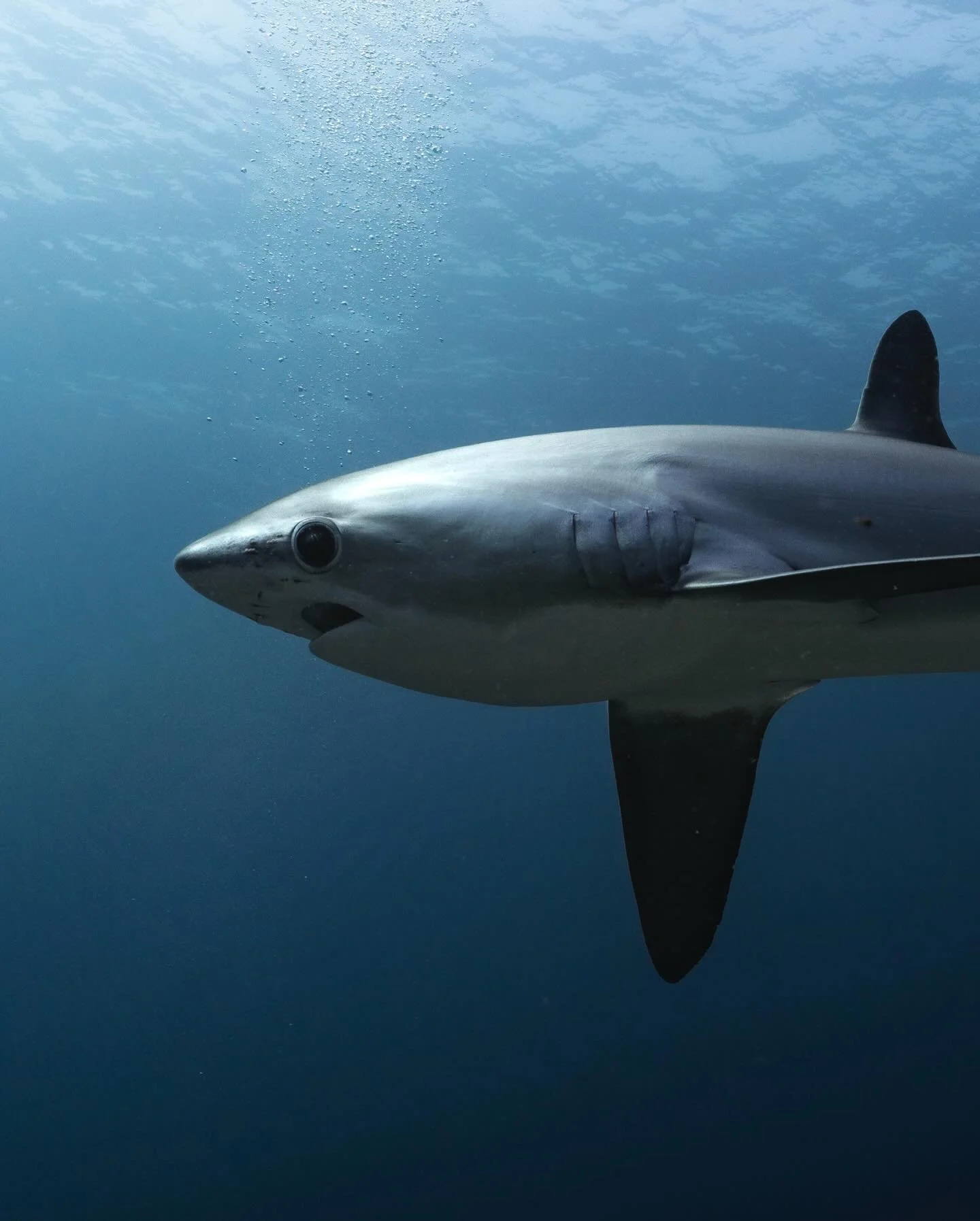 Finally got too see one of my bucket list species - the Thresher Shark!! 😍🦈

These incredible sharks can grow up to 6m long, with their tails making up nearly half their body! They use these long tails as whips to stun their prey. 😆

You might als