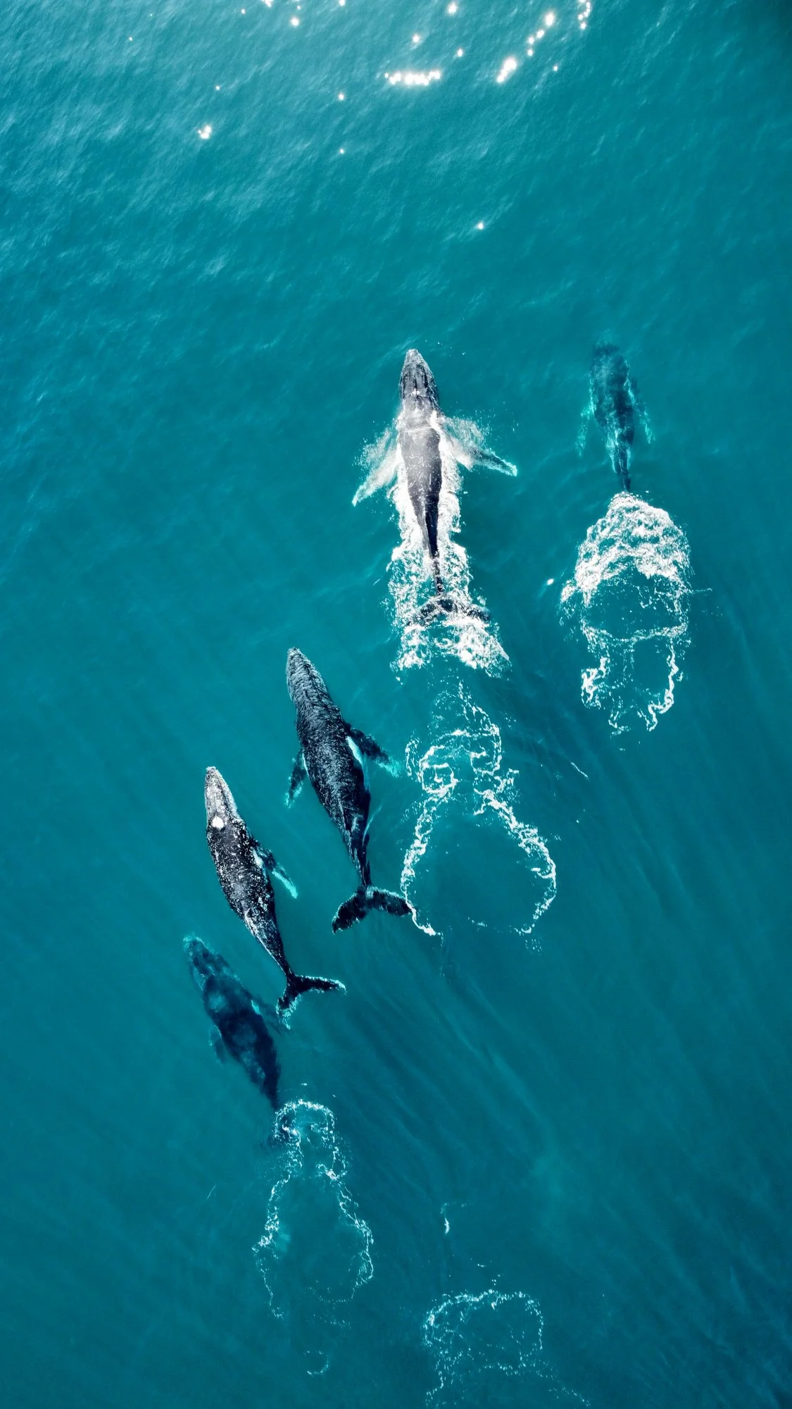 Whale Migration