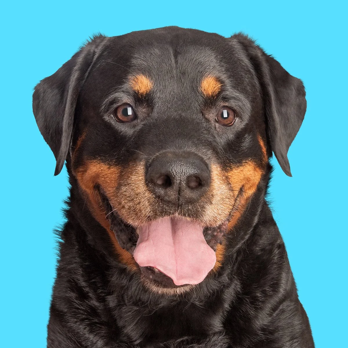 A close up of a Rottweiler's face smiling with tongue out on a sky blue background.