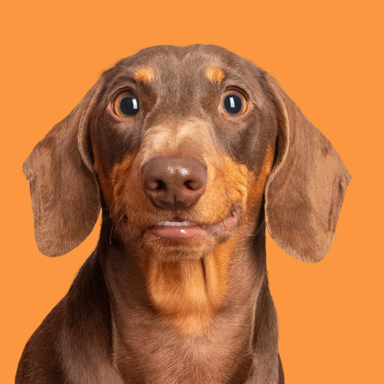 A close up of a chocolate dachshund's face smiling on a bright orange background.