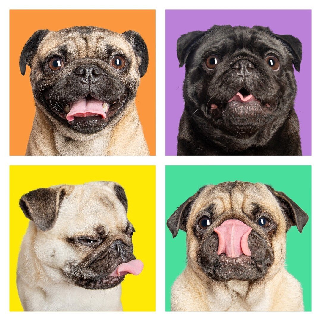 LAST CALL! PUGs &amp; Crosses!⁠
Register by FRIDAY 23rd FEBRUARY! Get your PUG a $20 Pet Photography Session &amp; at the same time help to raise vital funds for the Animal Welfare League SA! All that is needed to register is a Pug or Pug-Cross (othe